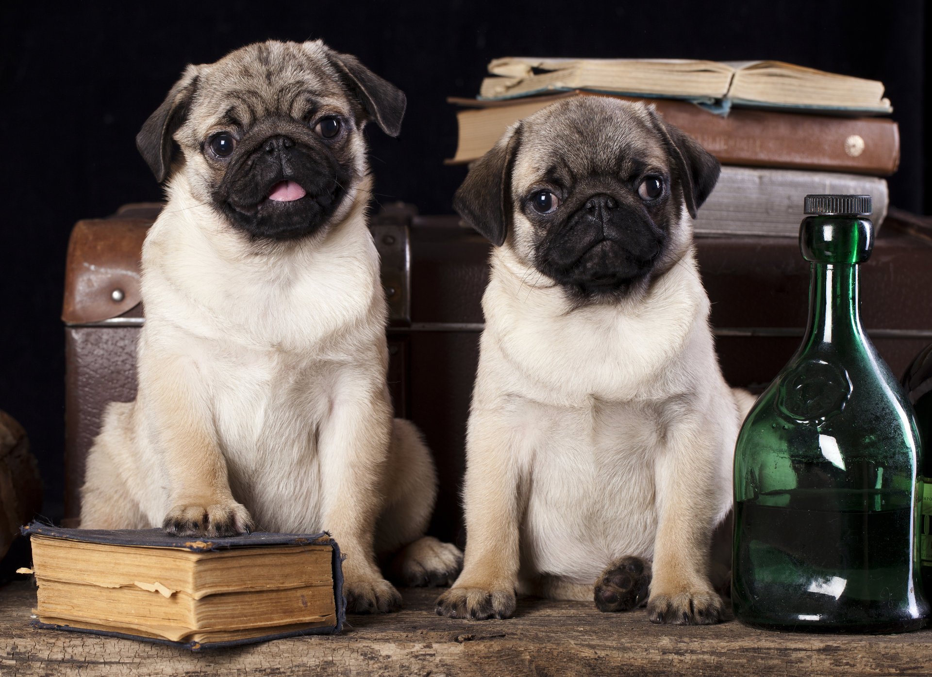 dogs pugs of the bottle books bag