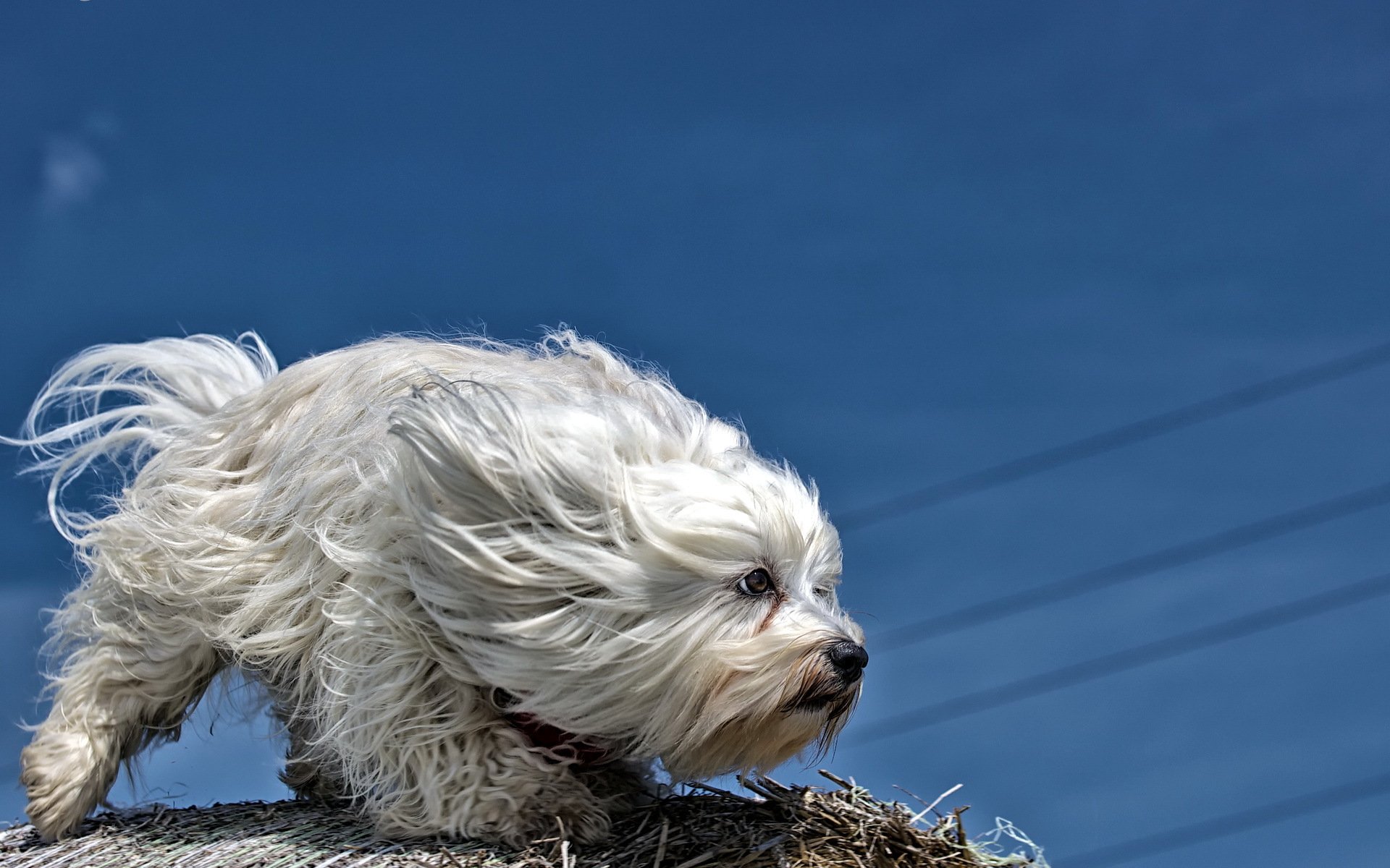 chien regard ami