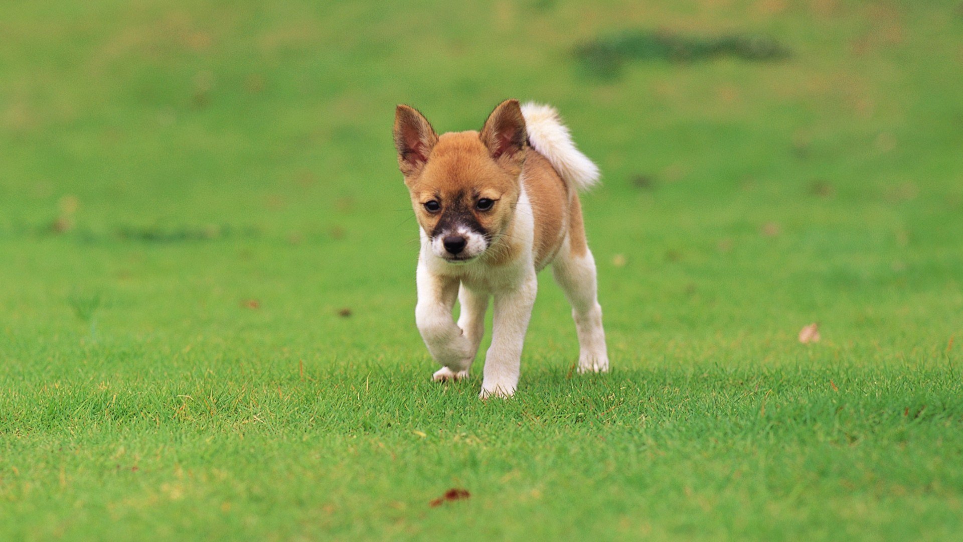 herbe gros plan chiot vue coloration folioles