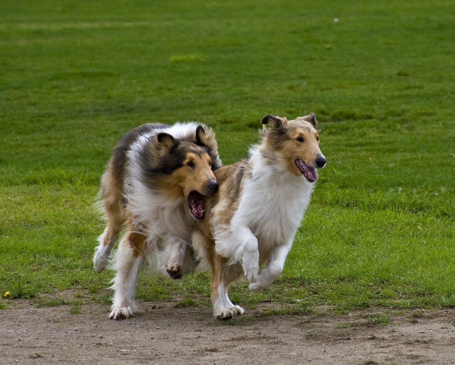 collie bergers écossais courir jouer