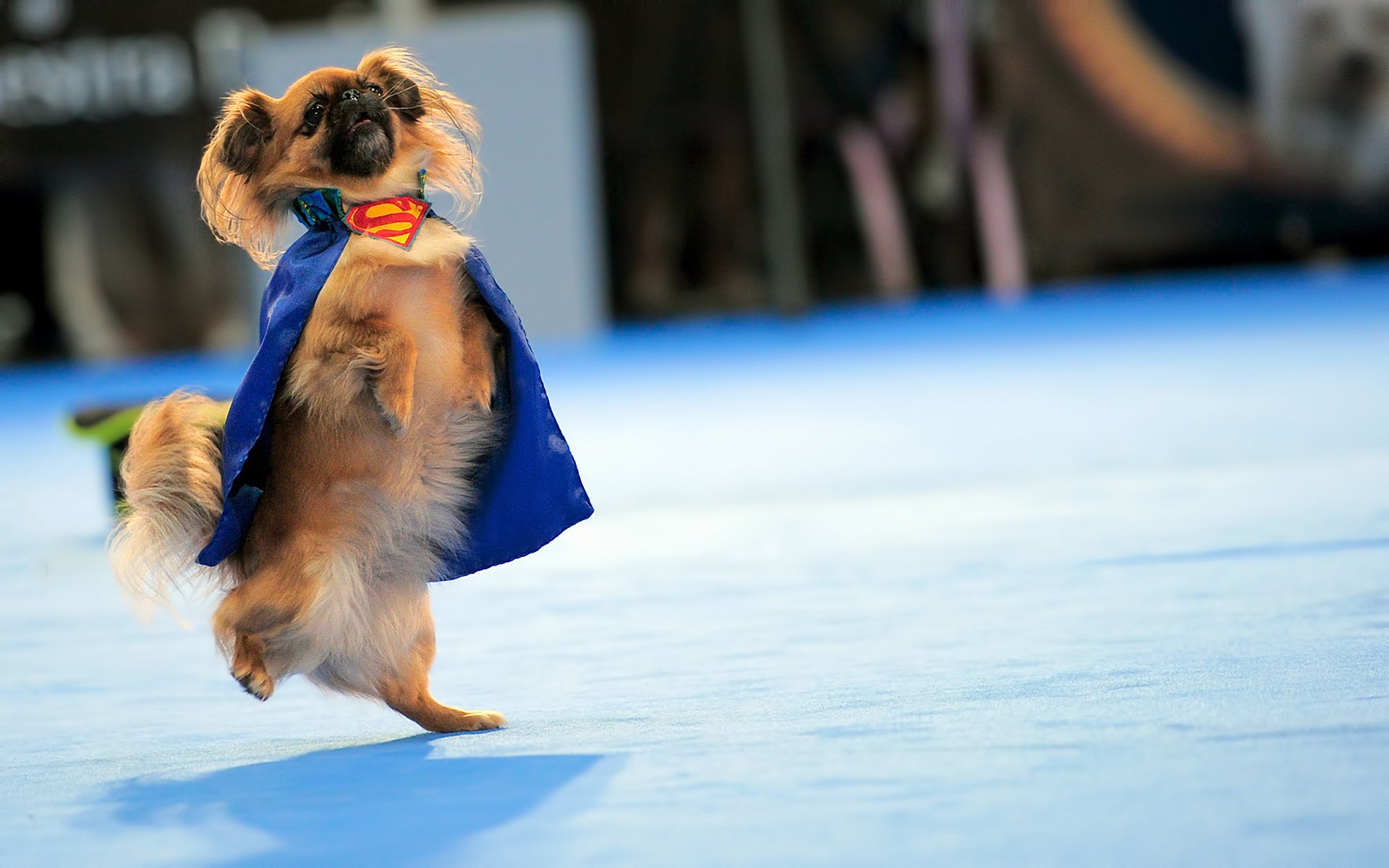 pekingese suit superman