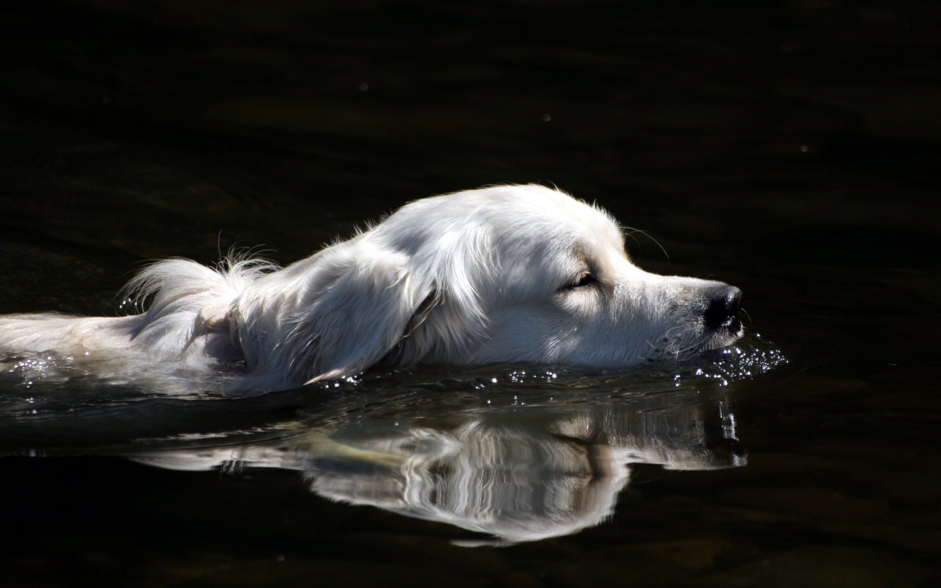 perro amigo agua