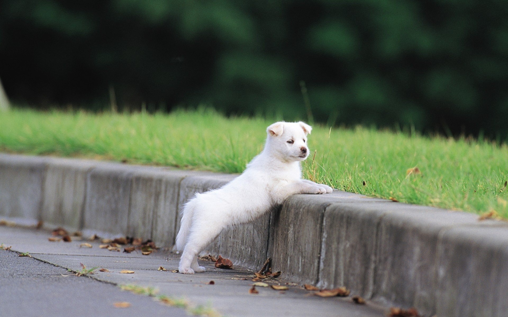 chiot blanc herbe oreilles pattes museau moelleux nature