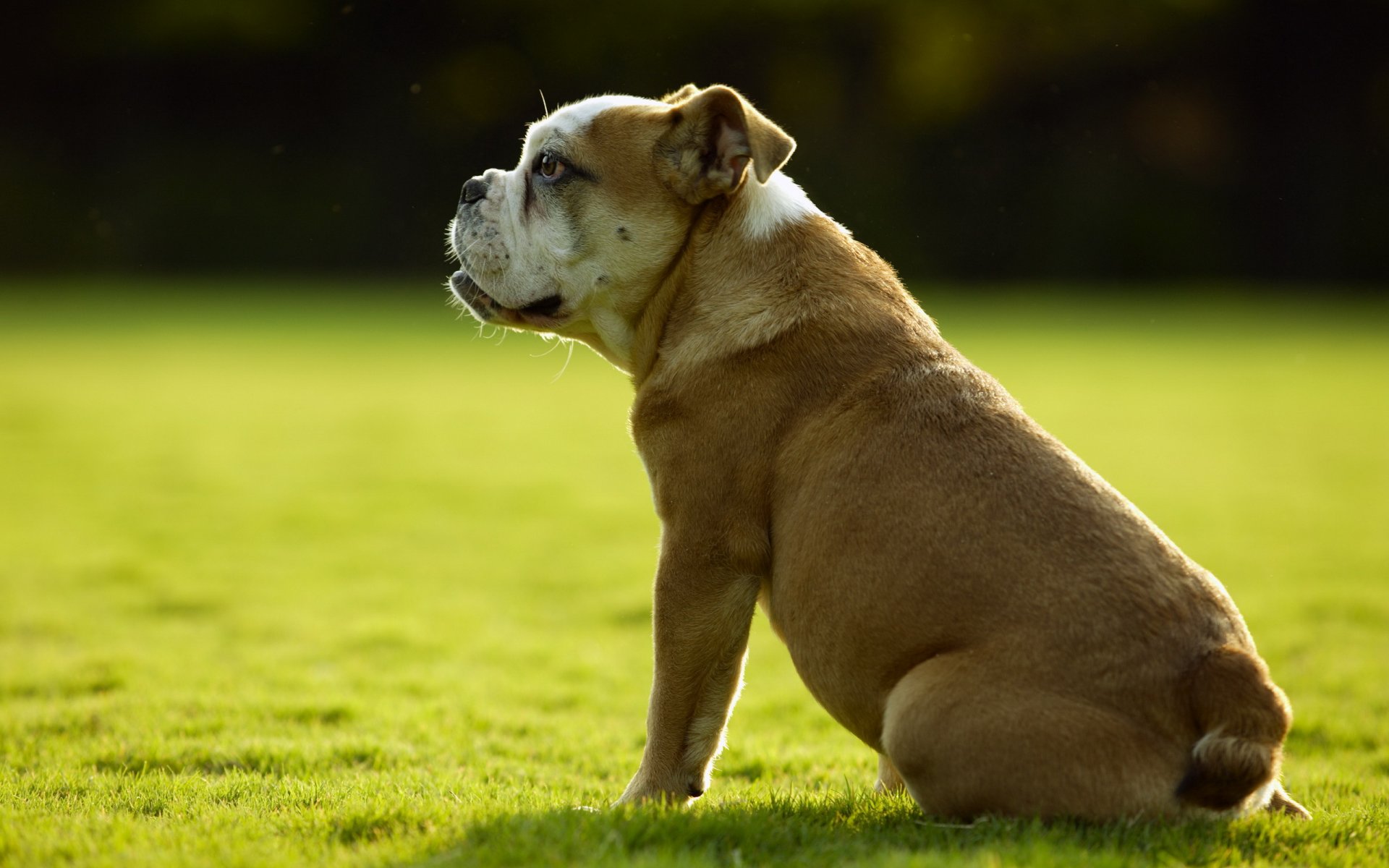 chien ami été