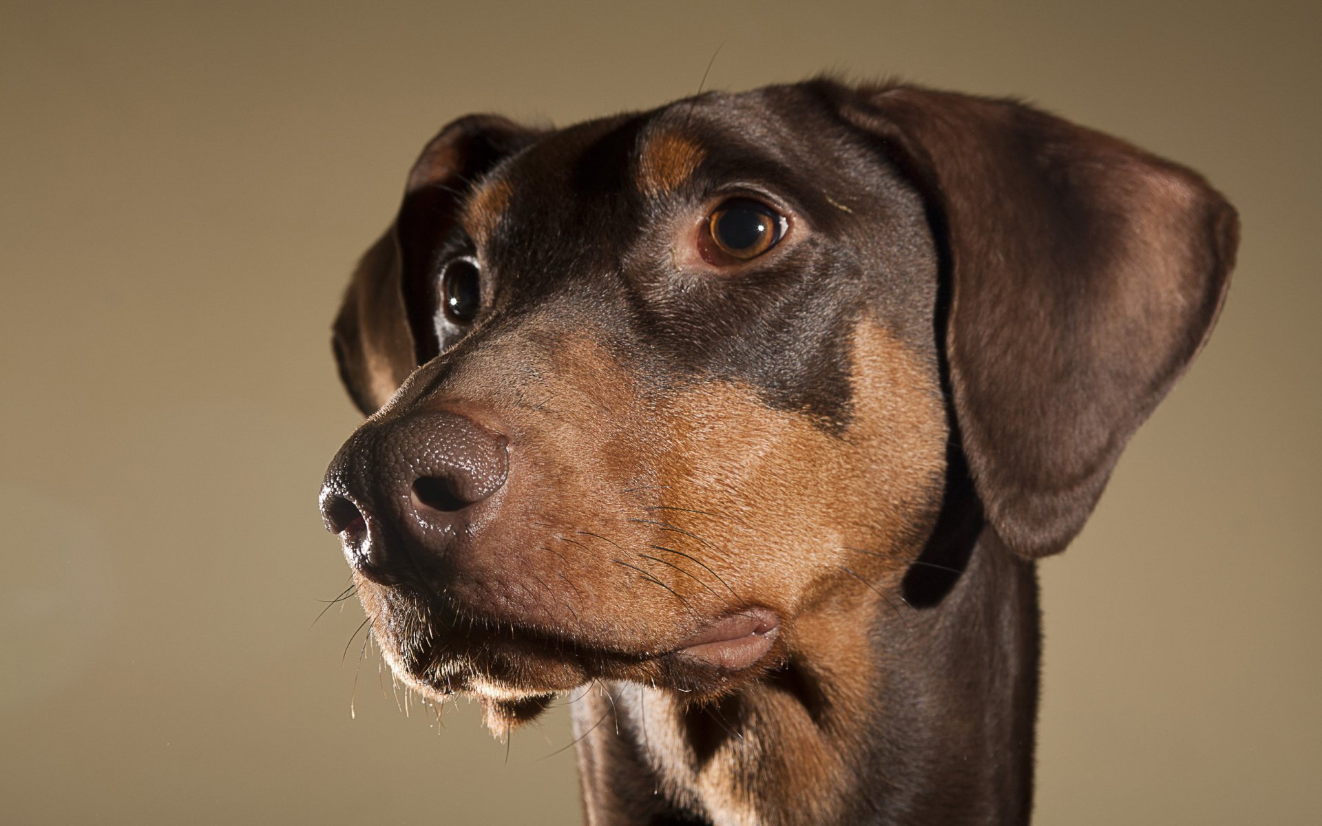 perro mirada amigo