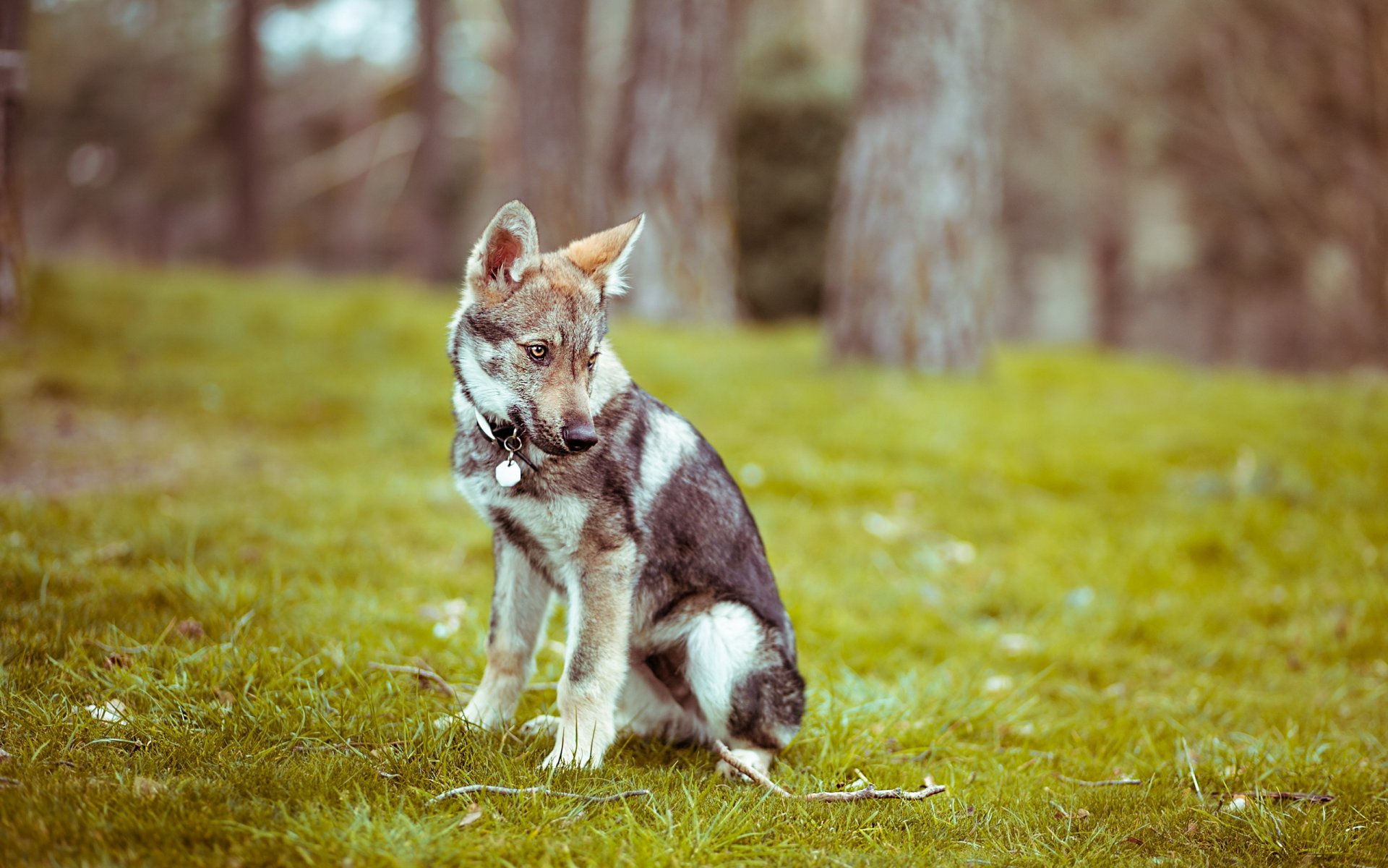 hund blick freund