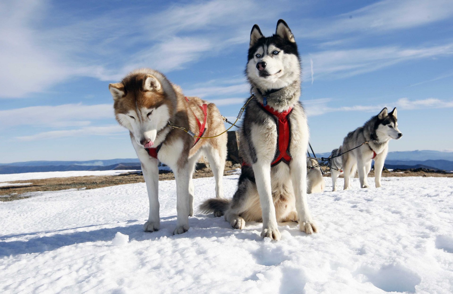 cani imbracatura neve cielo