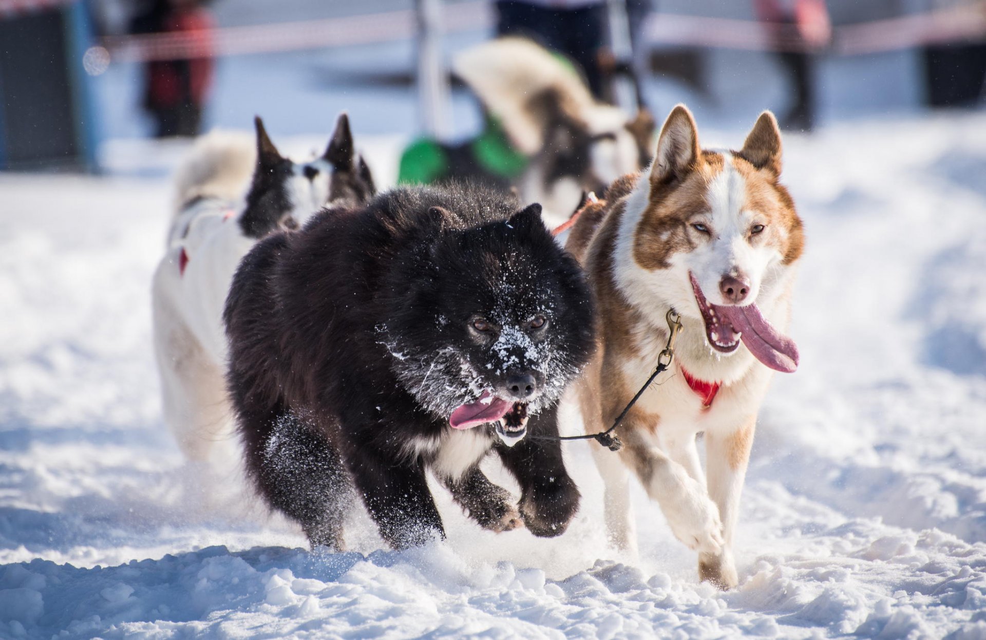 husky cani inverno neve imbracatura