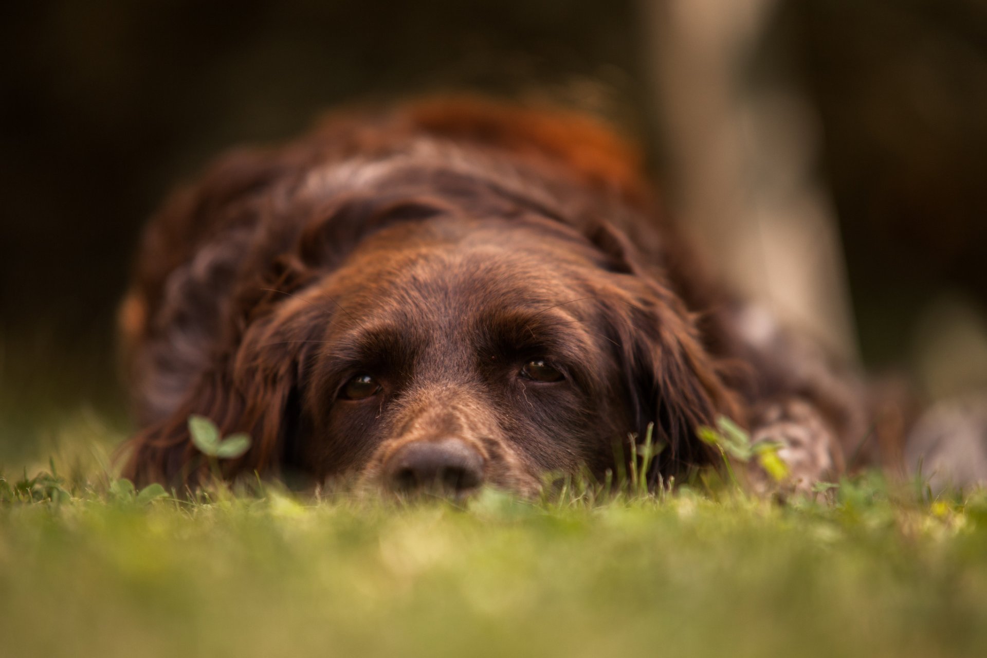 hund traurigkeit blick freund