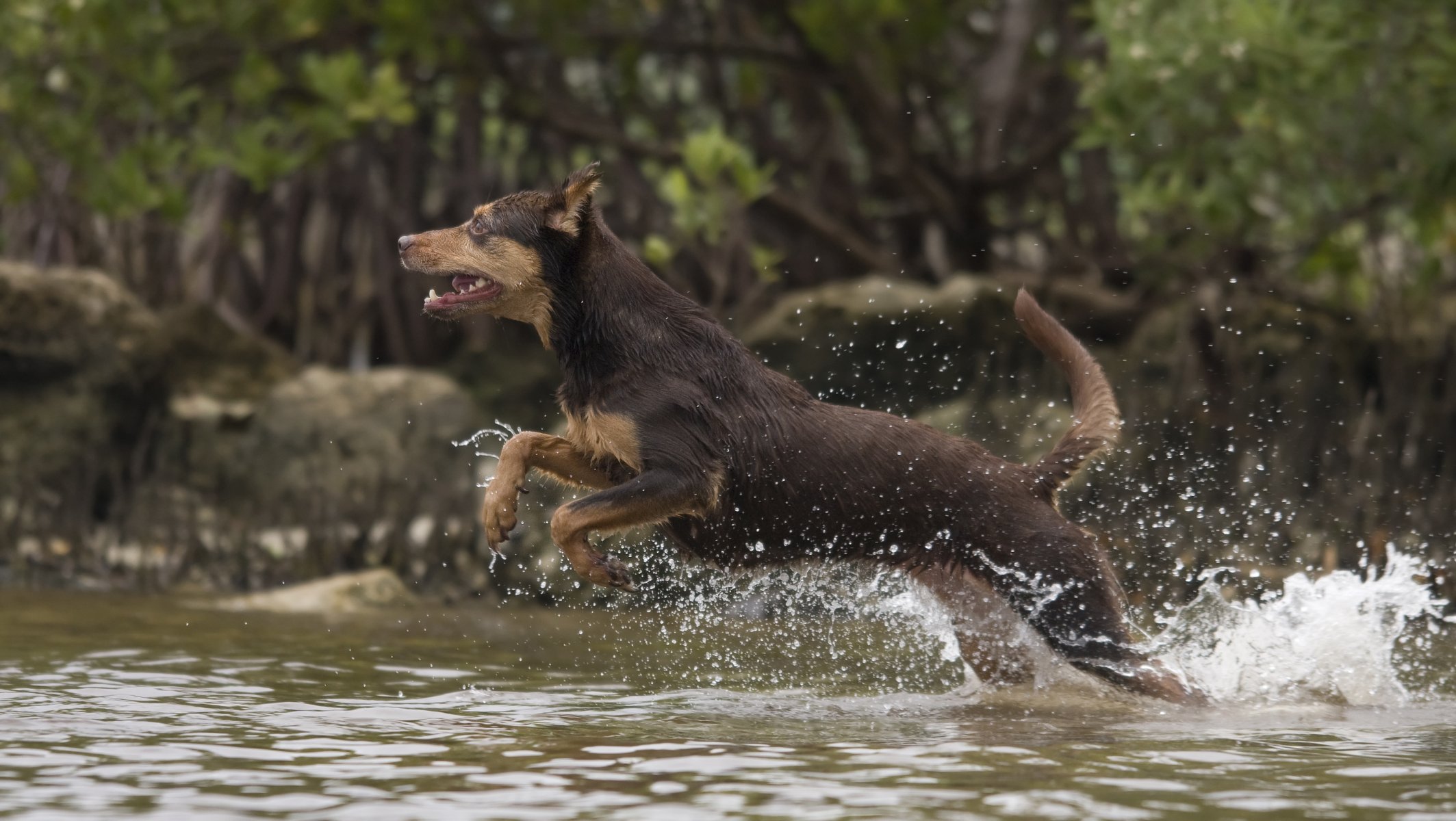 hund spritzen springen erstarrt