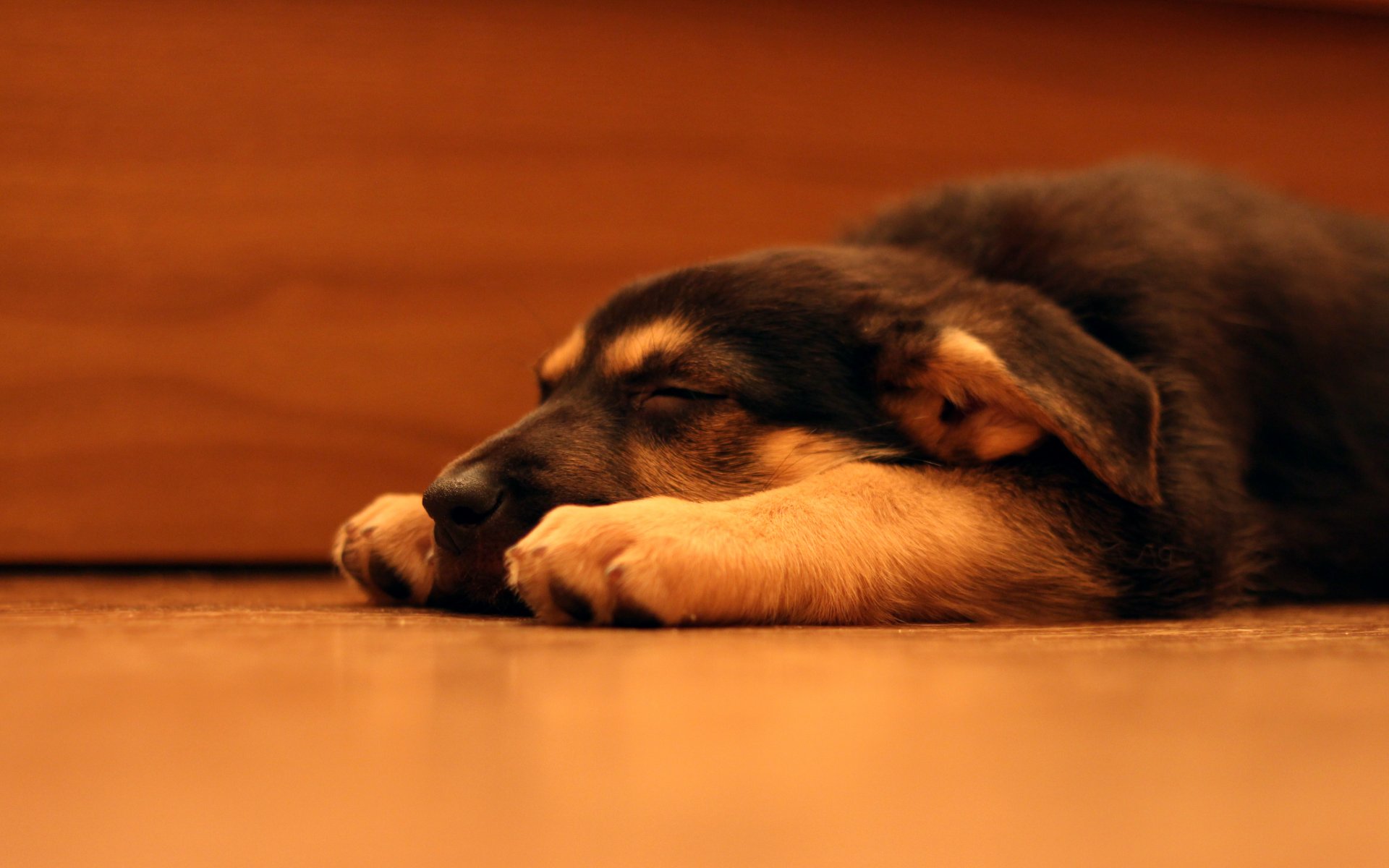 cane cane da pastore cucciolo