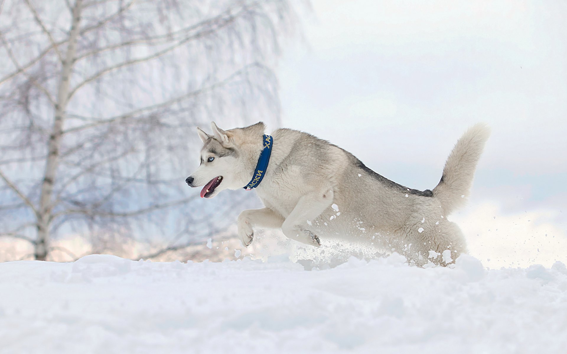 dog running snow