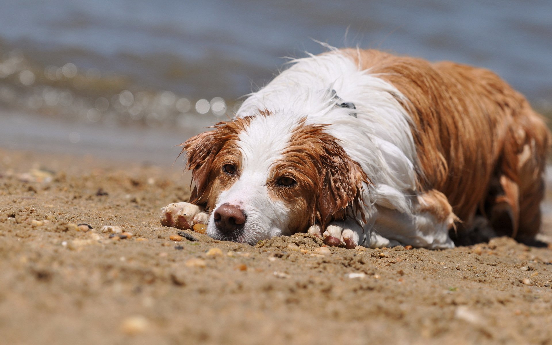 perro mojado verano