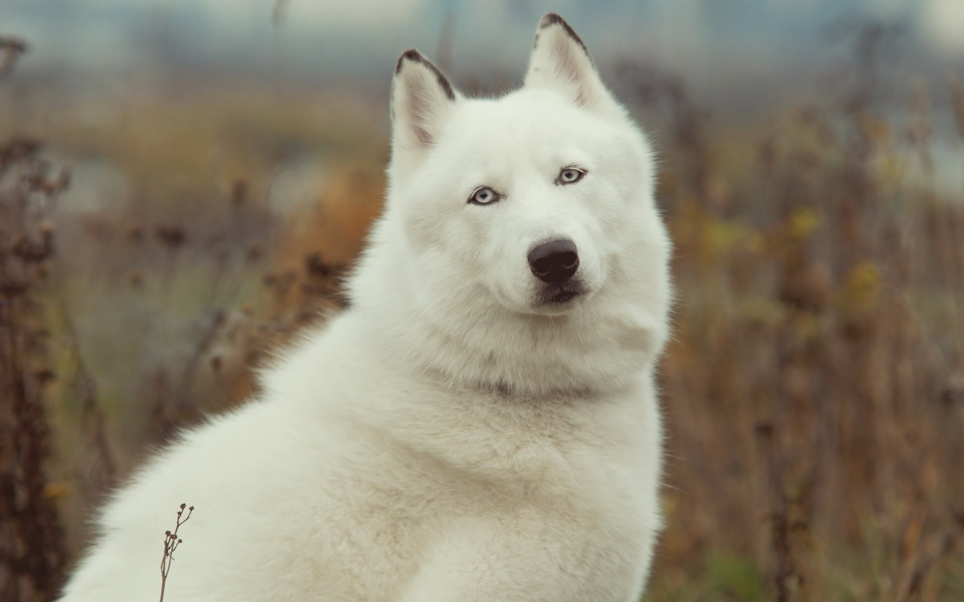 hund husky schönheit