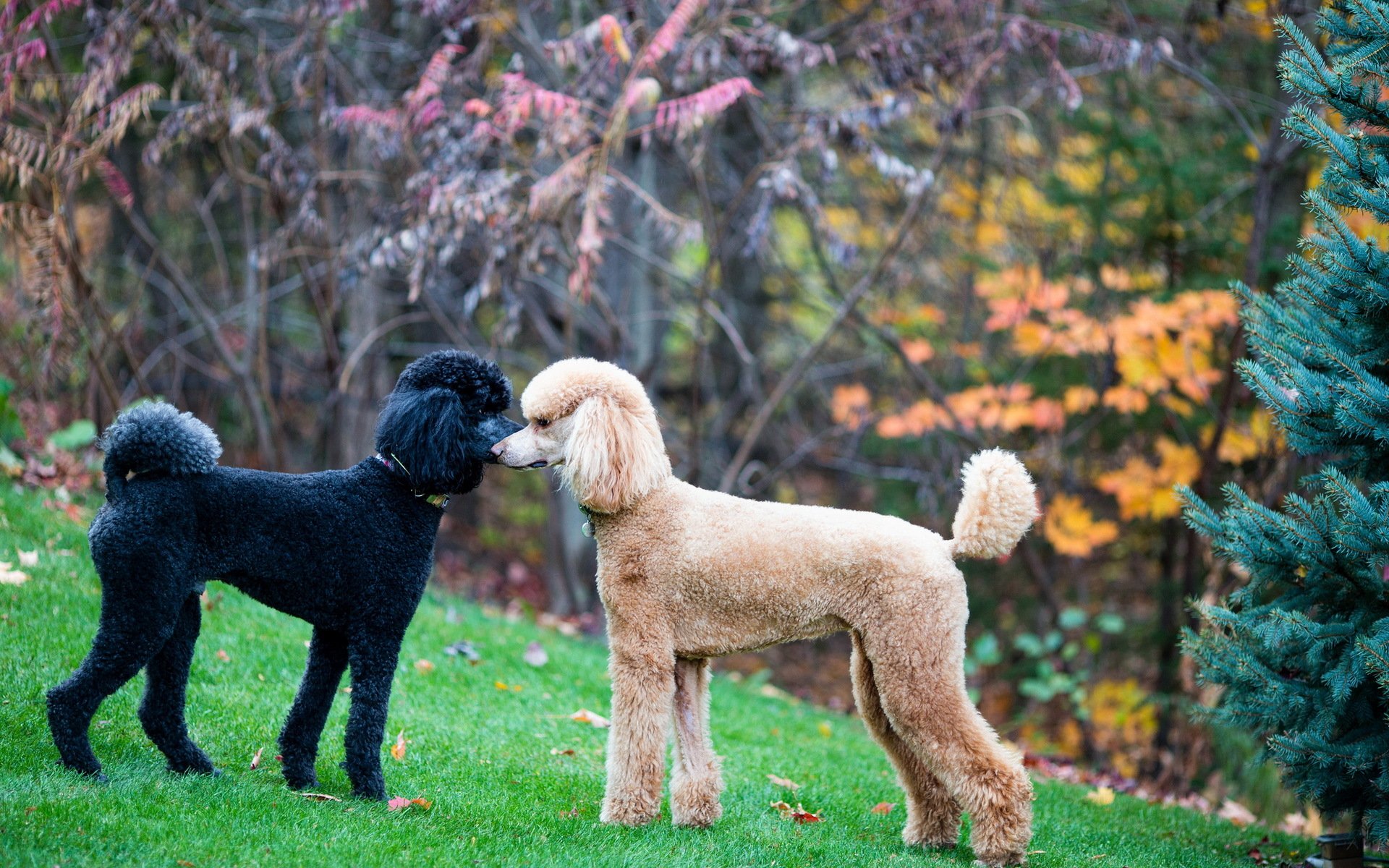 caniche lancer