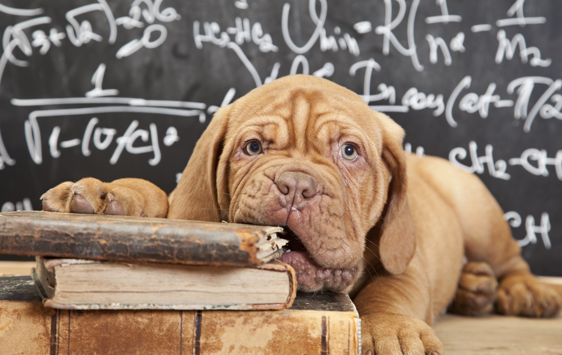 hund welpe bordeaux-dogge bücher tafel formeln schnauze blick