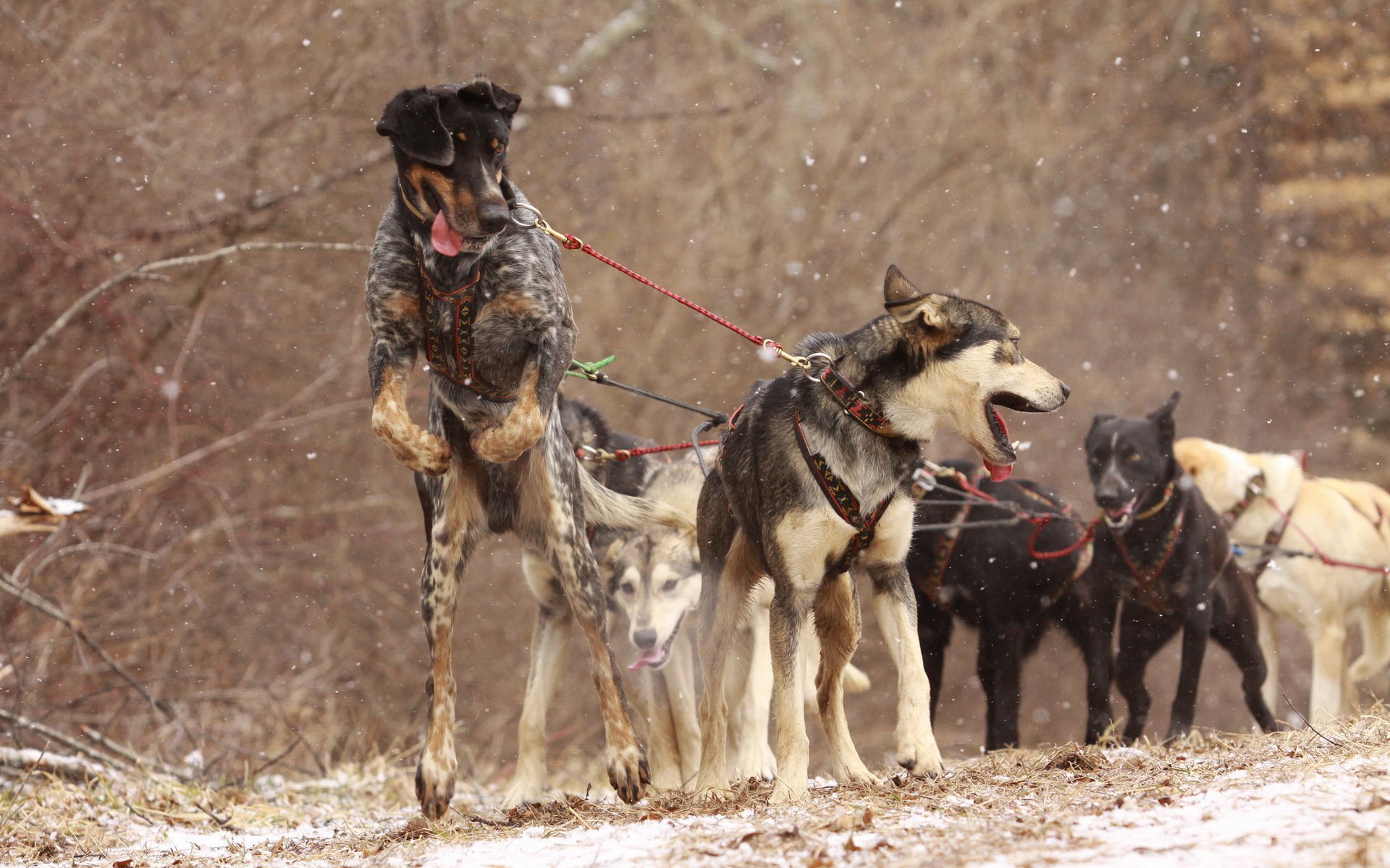 chiens harnais travail