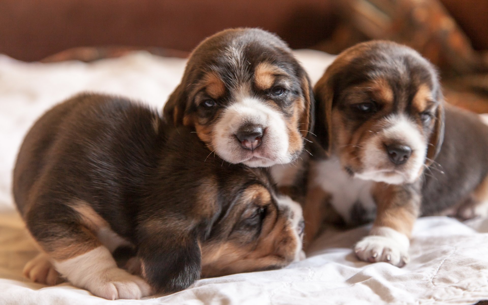 hunde welpen zuhause gemütlichkeit beagles