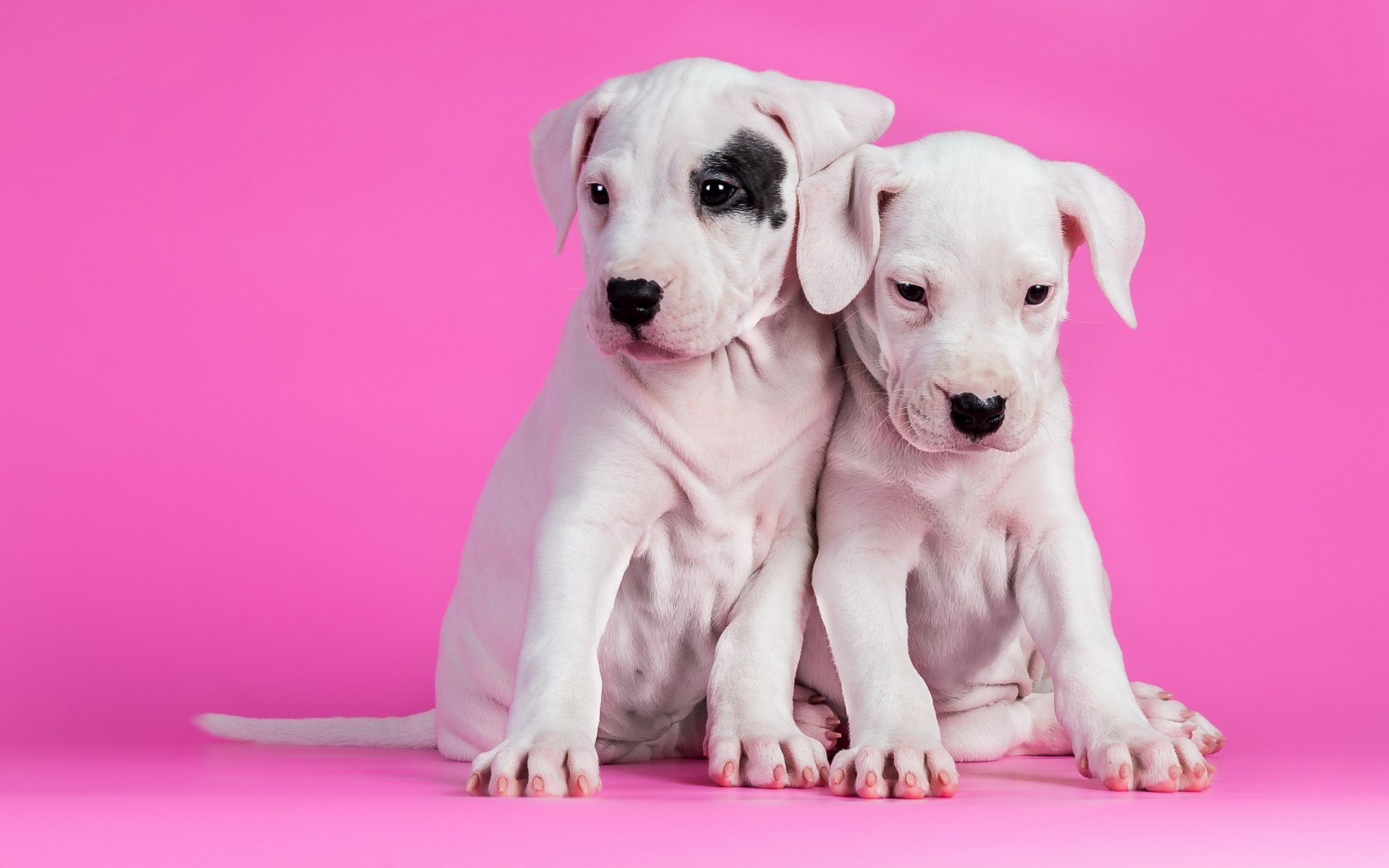 perros cachorros fondo