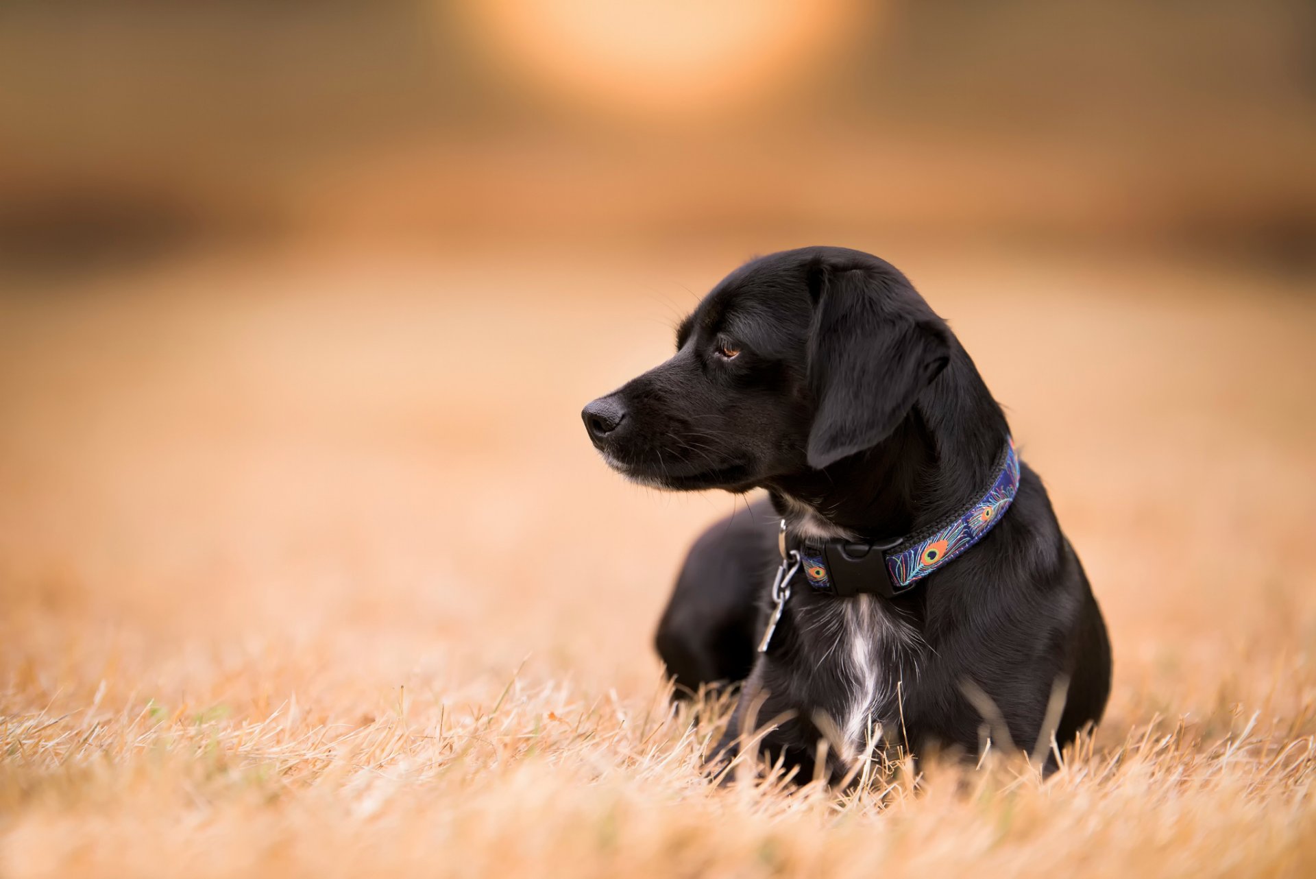 mirada collar campo perro