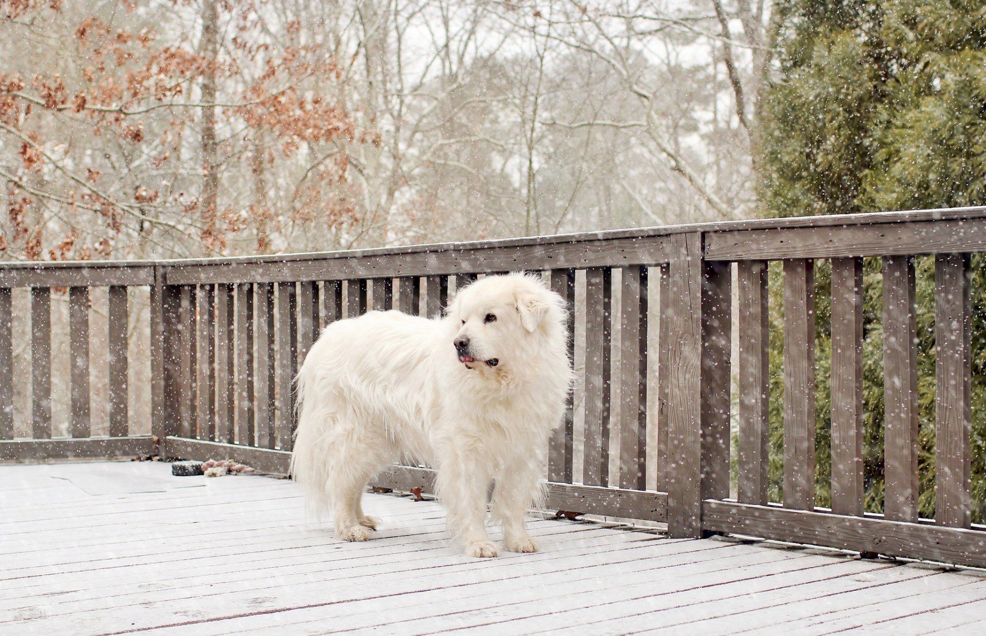 dog white snow winter fence fence trees yard