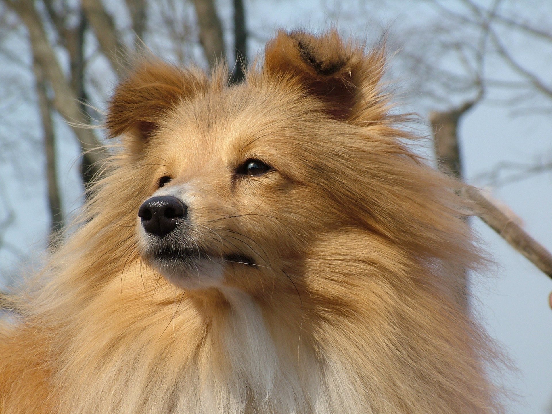 sheltie écossais berger museau