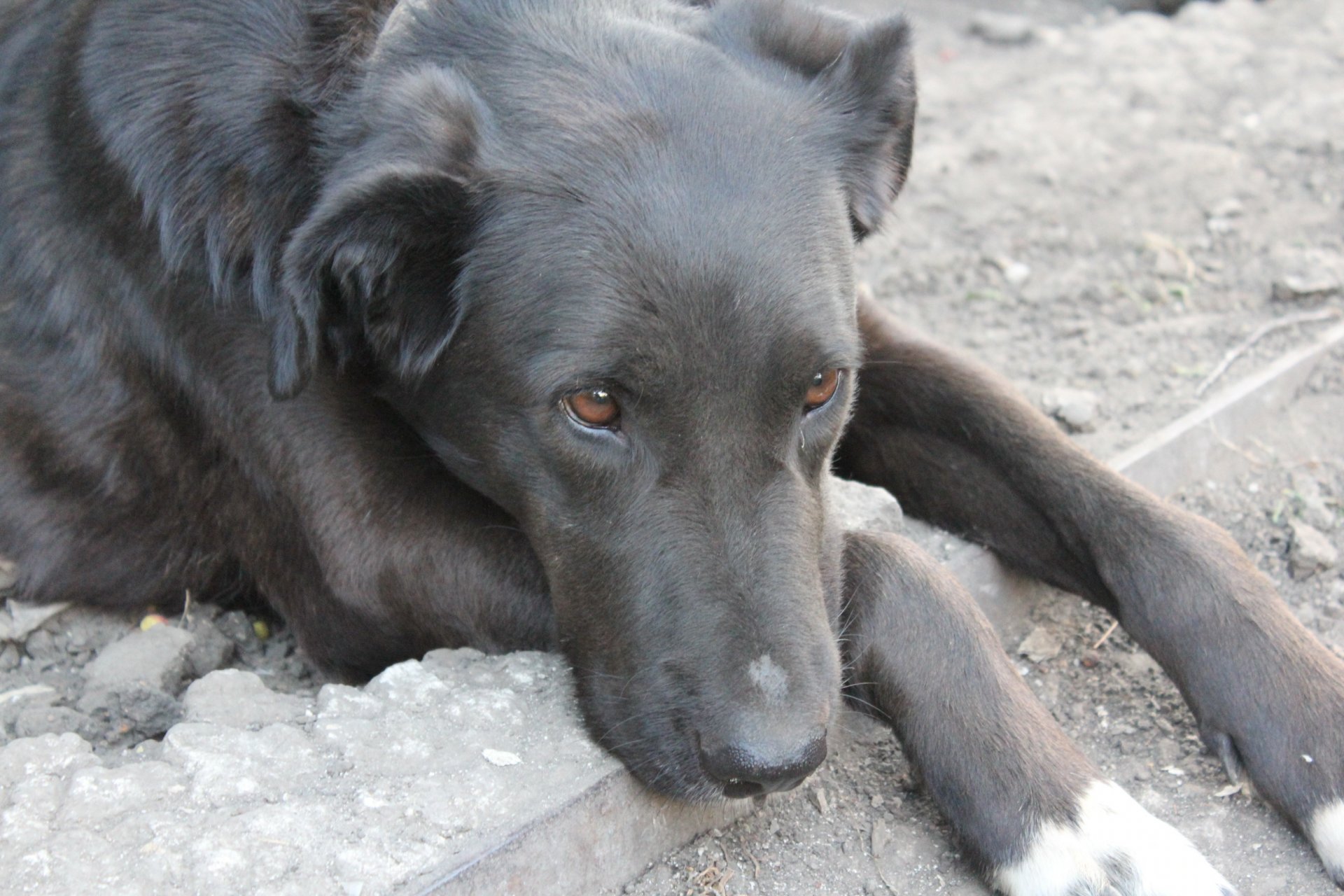 chien yeux tristesse regard dévotion terre pattes