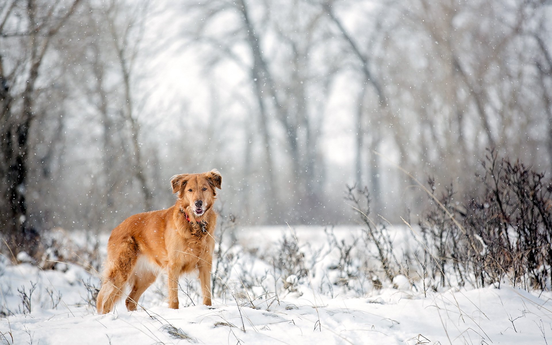 perro vista amigo nieve