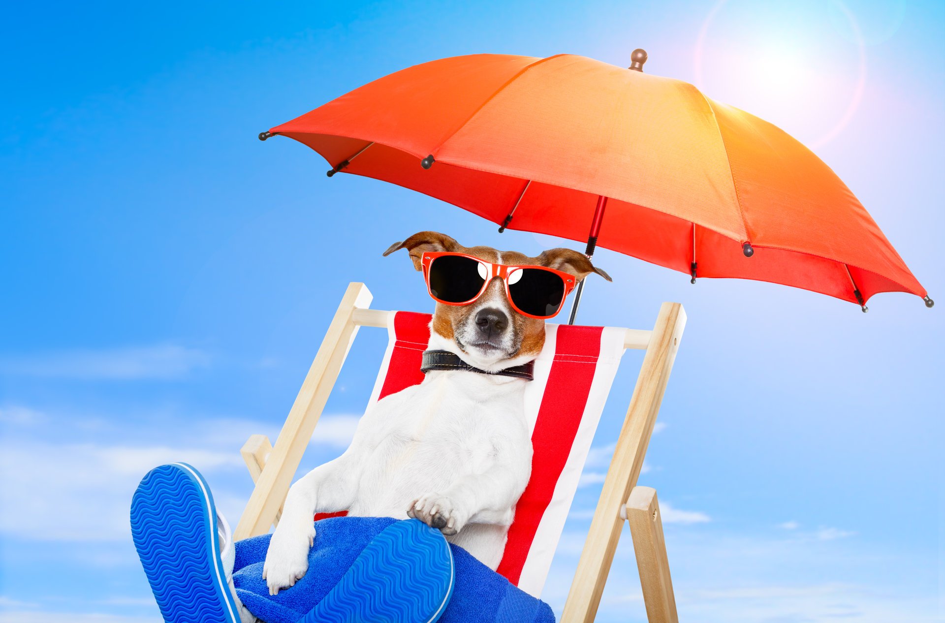 nature chair dog sunglasses umbrella glasses umbrella