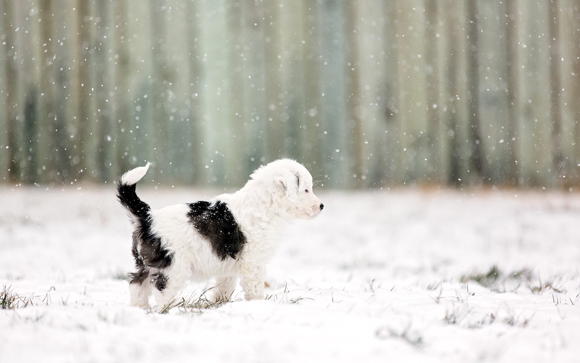 hund welpe hintergrund