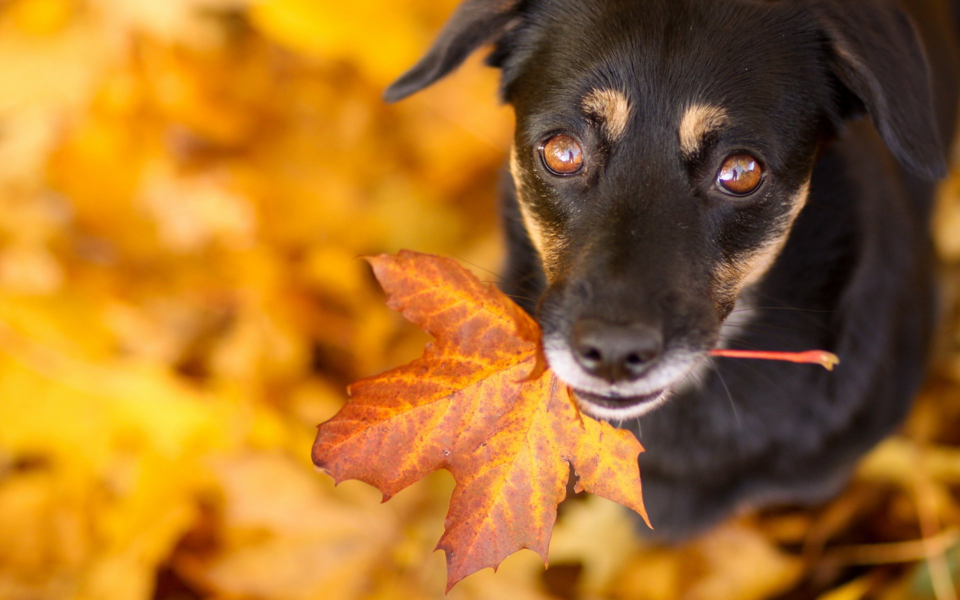 chien vue ami feuille