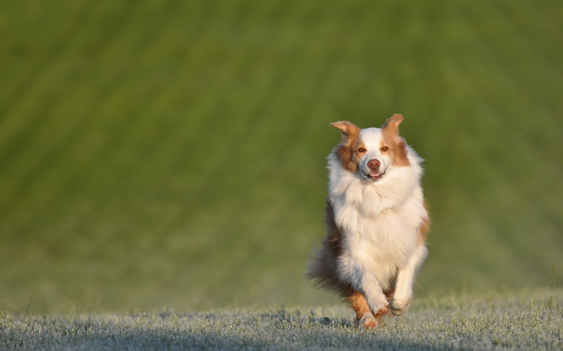 cane amico campo