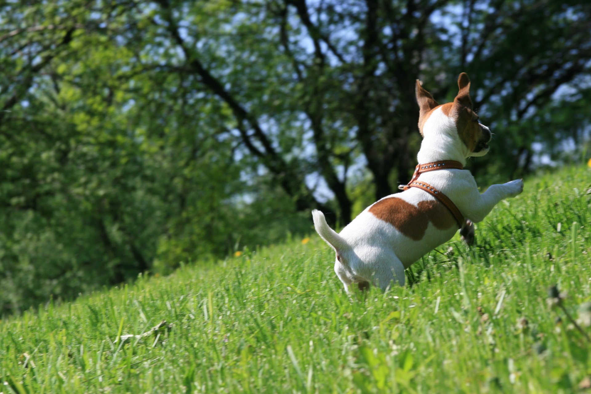 dog jack russell terrier celebrates running grass walk mood