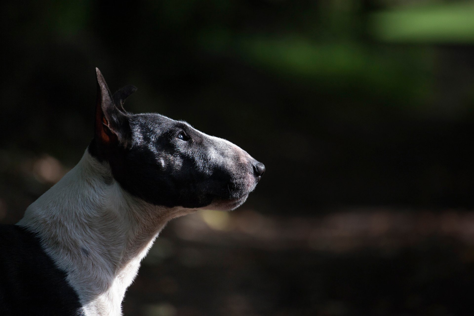 bull terrier profil chien