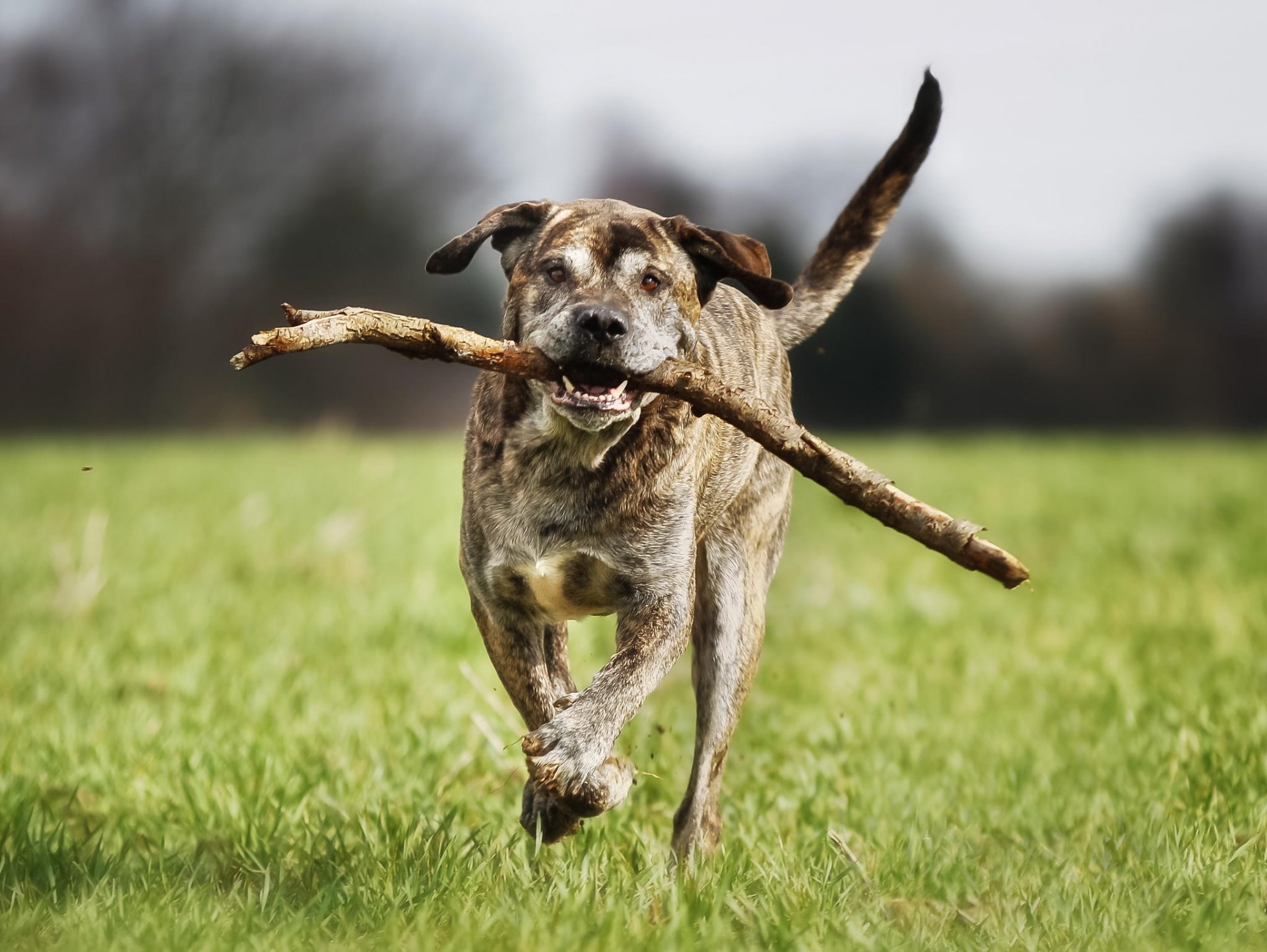 italienischer mastiff freund laufen hund