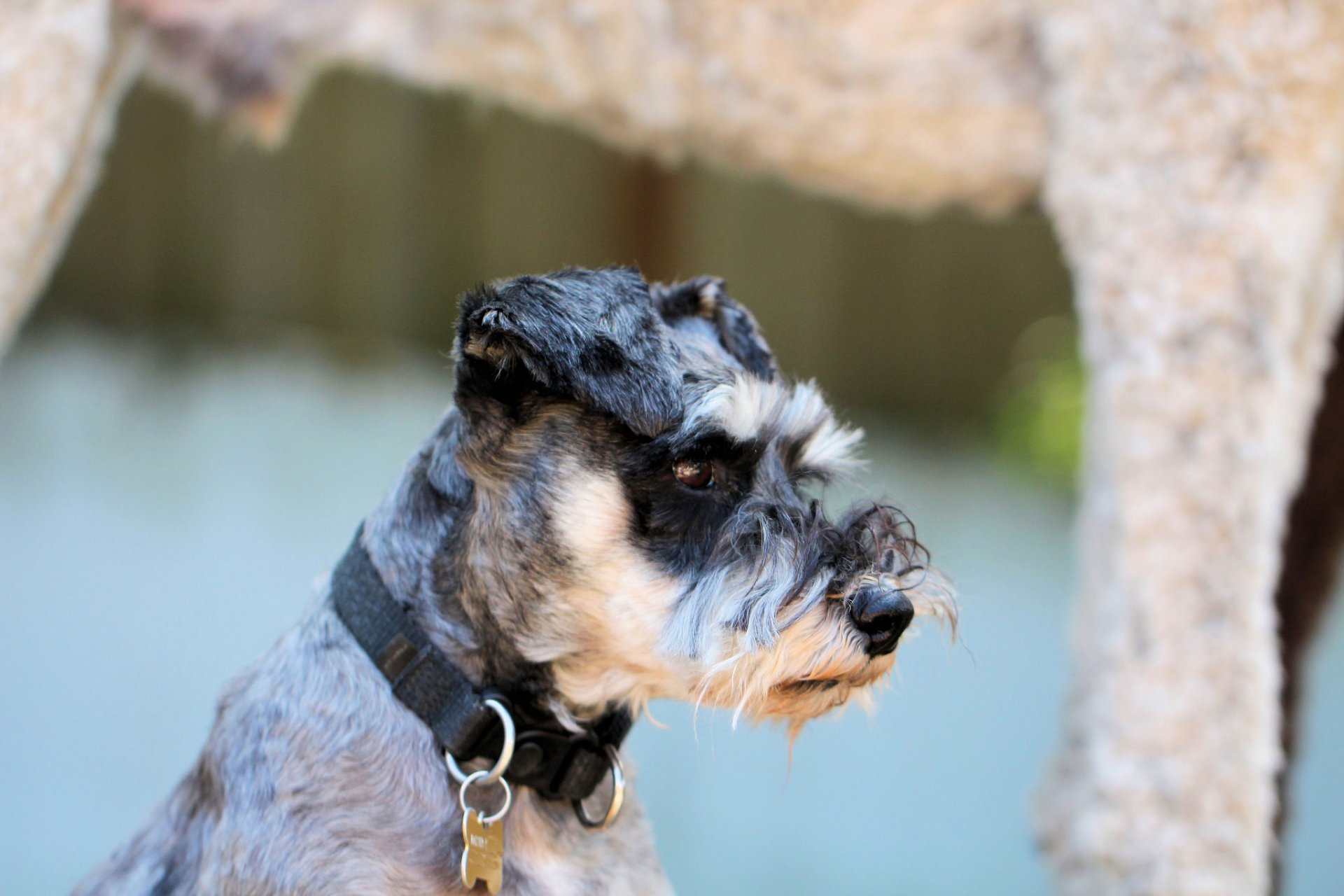 collier chien de garde chien nez