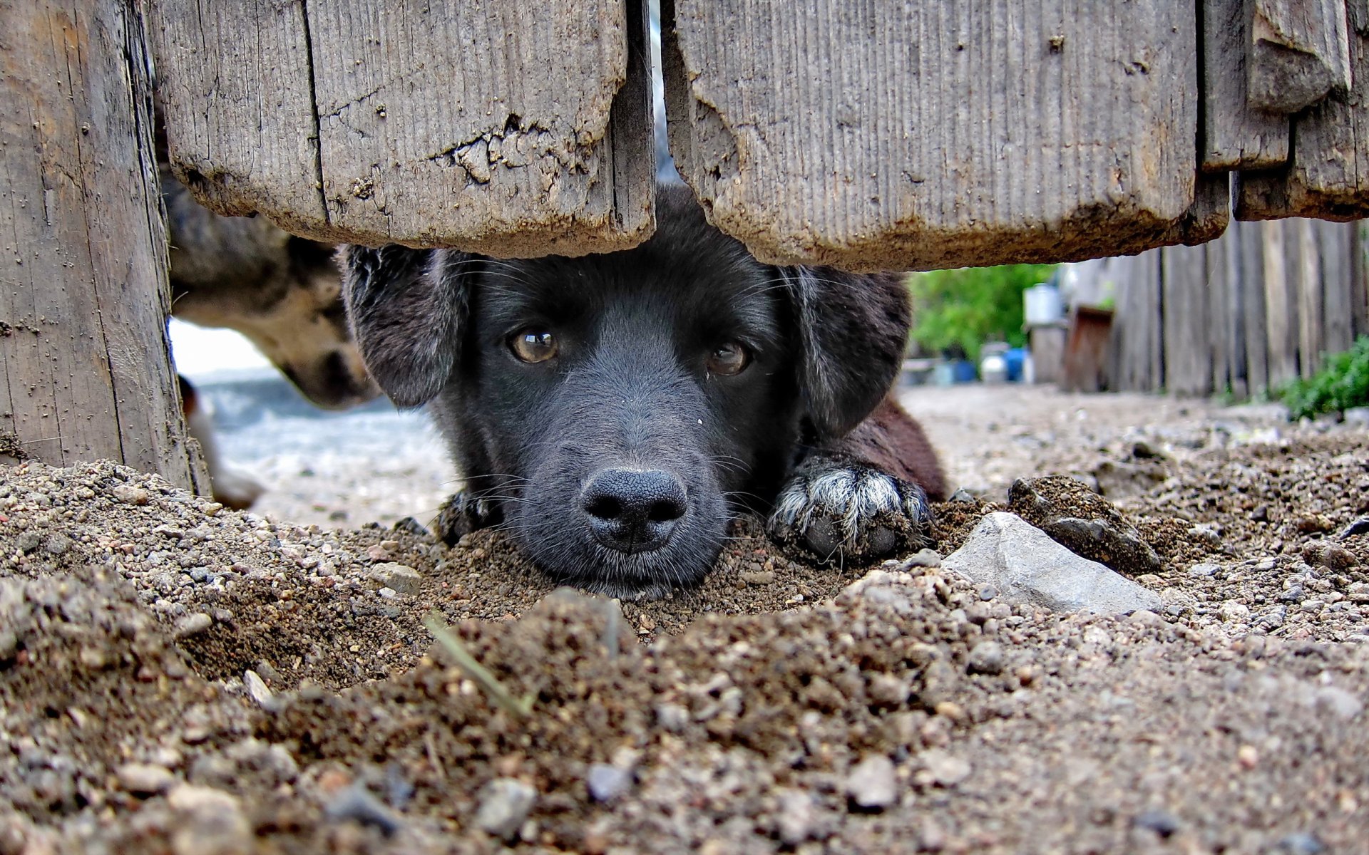 cane sguardo amico