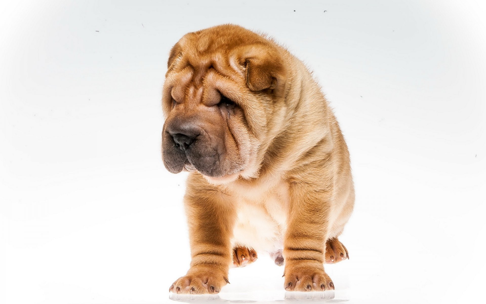 cane sguardo amico shar pei