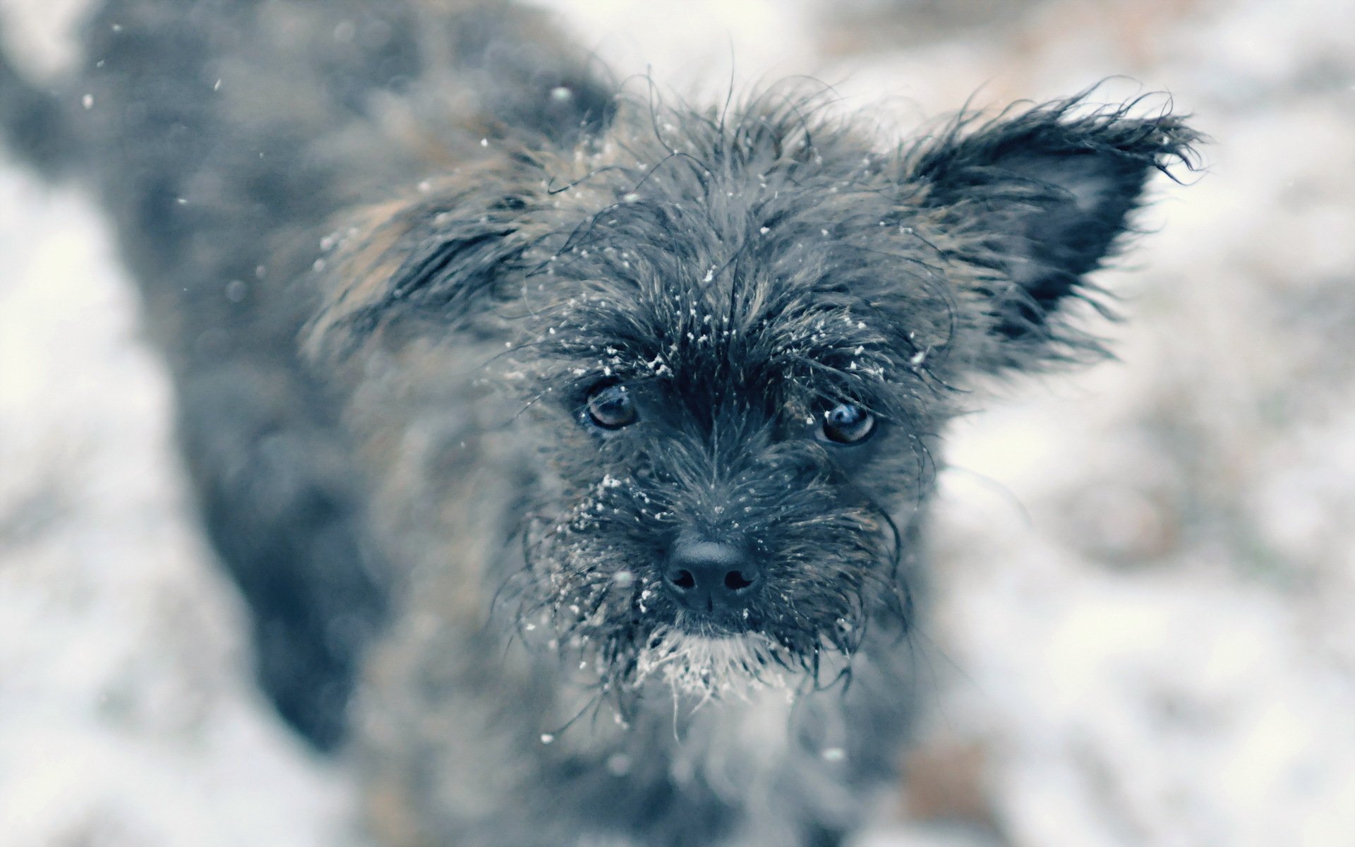 chien regard ami