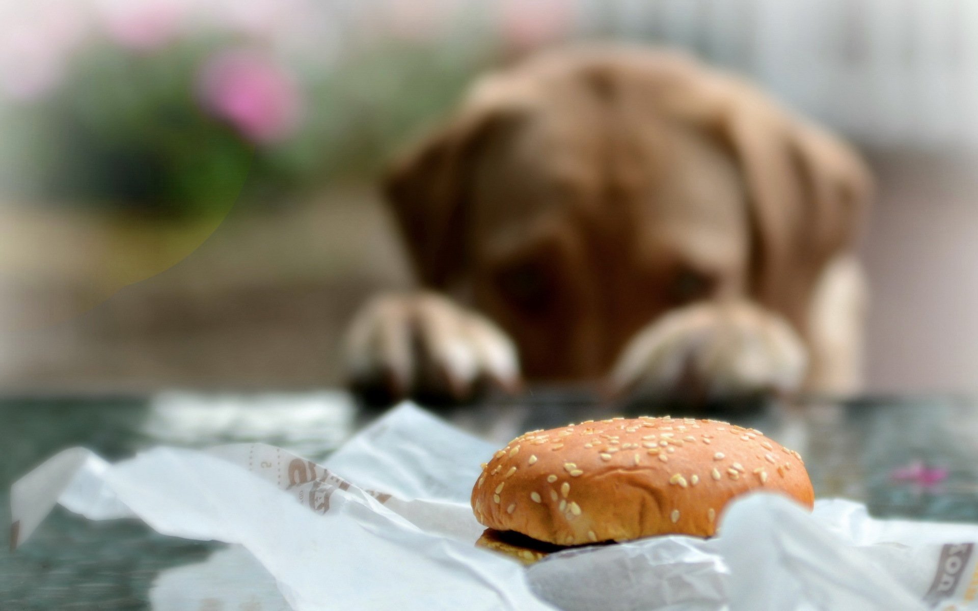 chignon chien fond