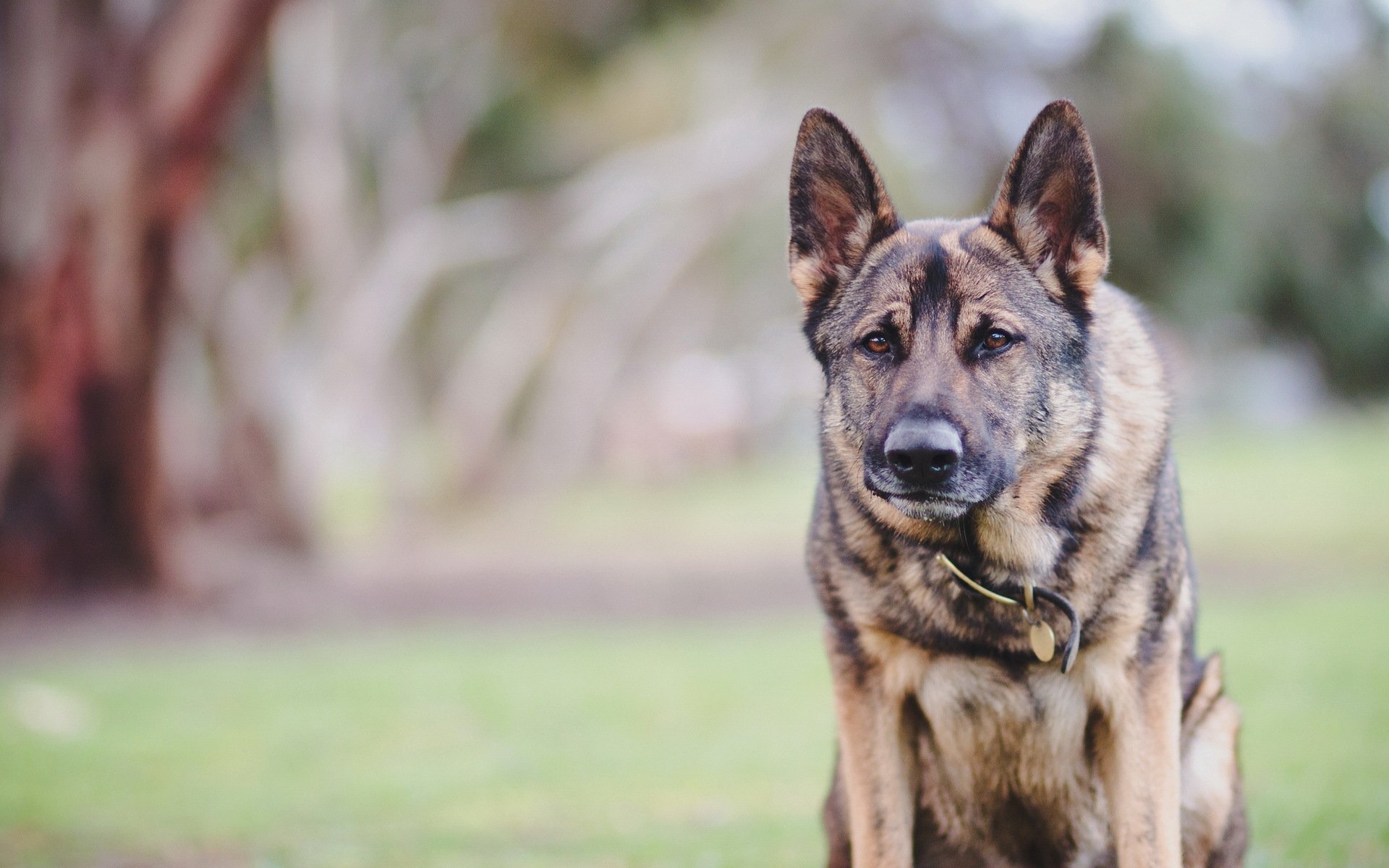 chien regard ami