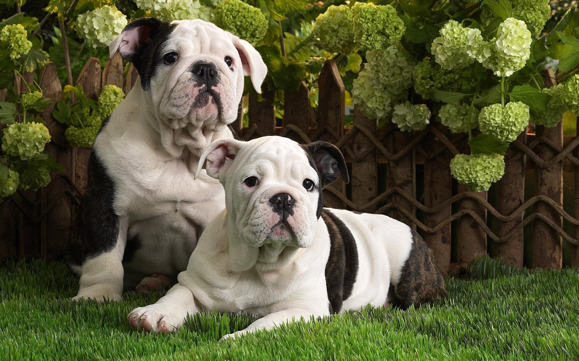 chiens chiots bouledogue anglais herbe