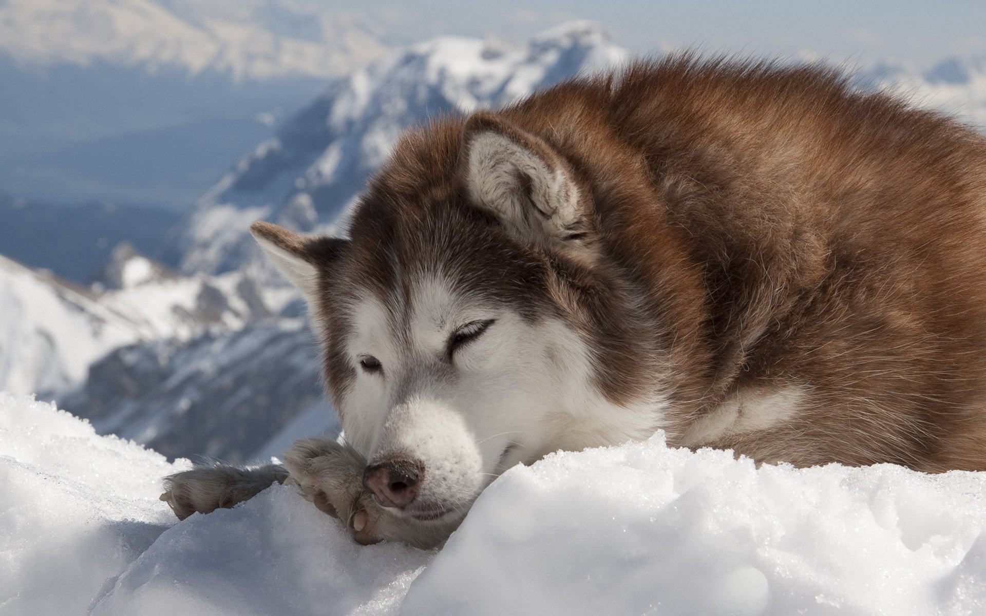 hund husky winter schnee