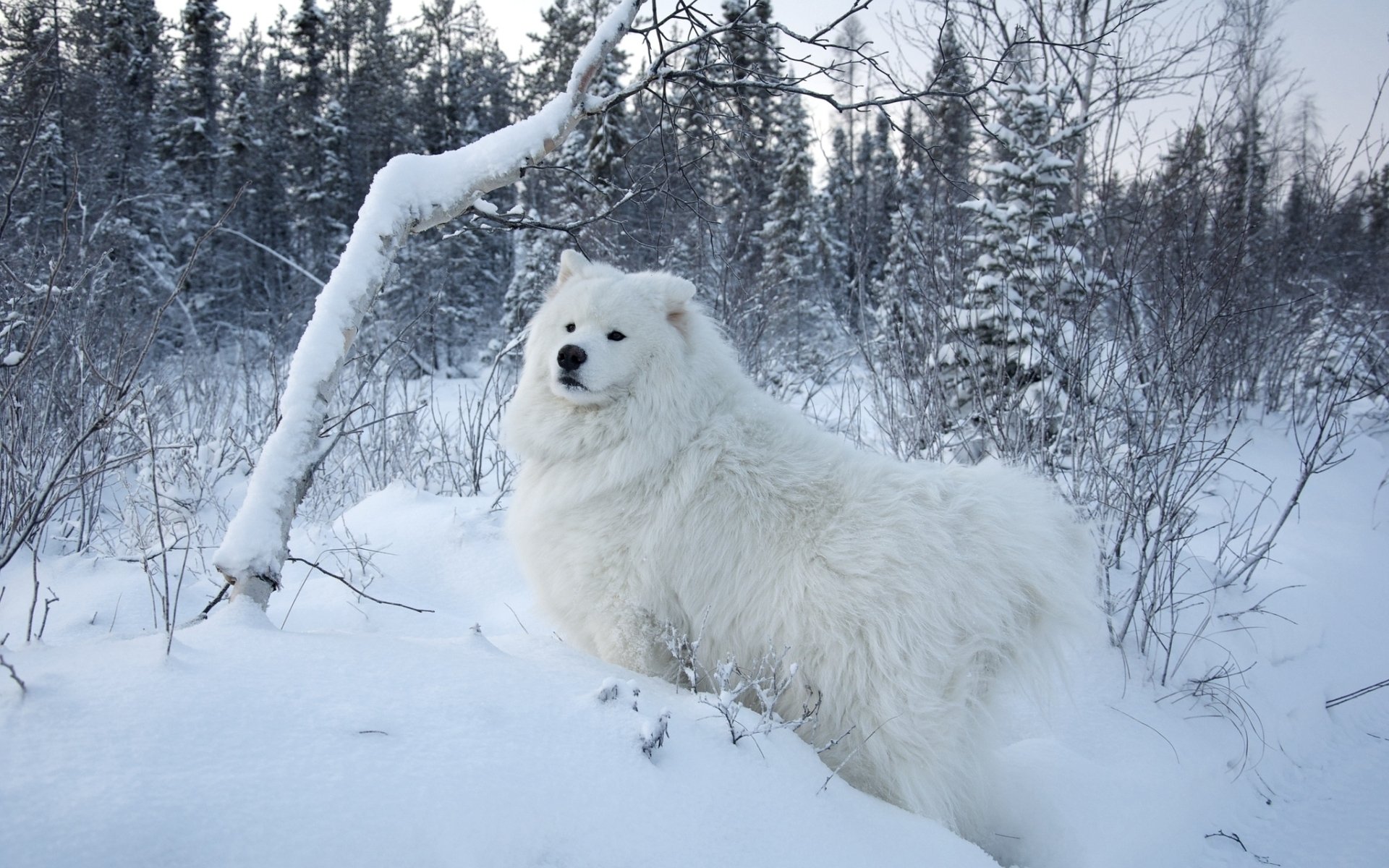 perro samoyedo samoyedo perro blanco nieve árboles fondo