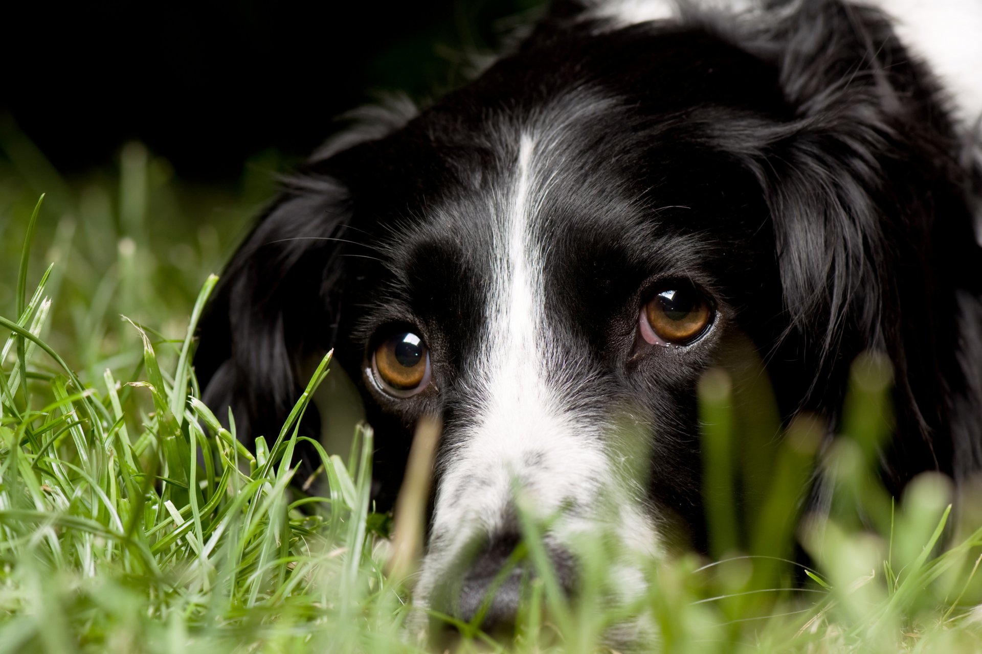 pies spojrzenie trawa makro springer spaniel angielski