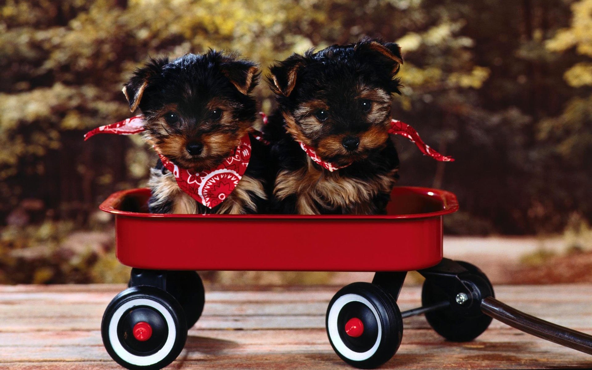 cuccioli carrello muso