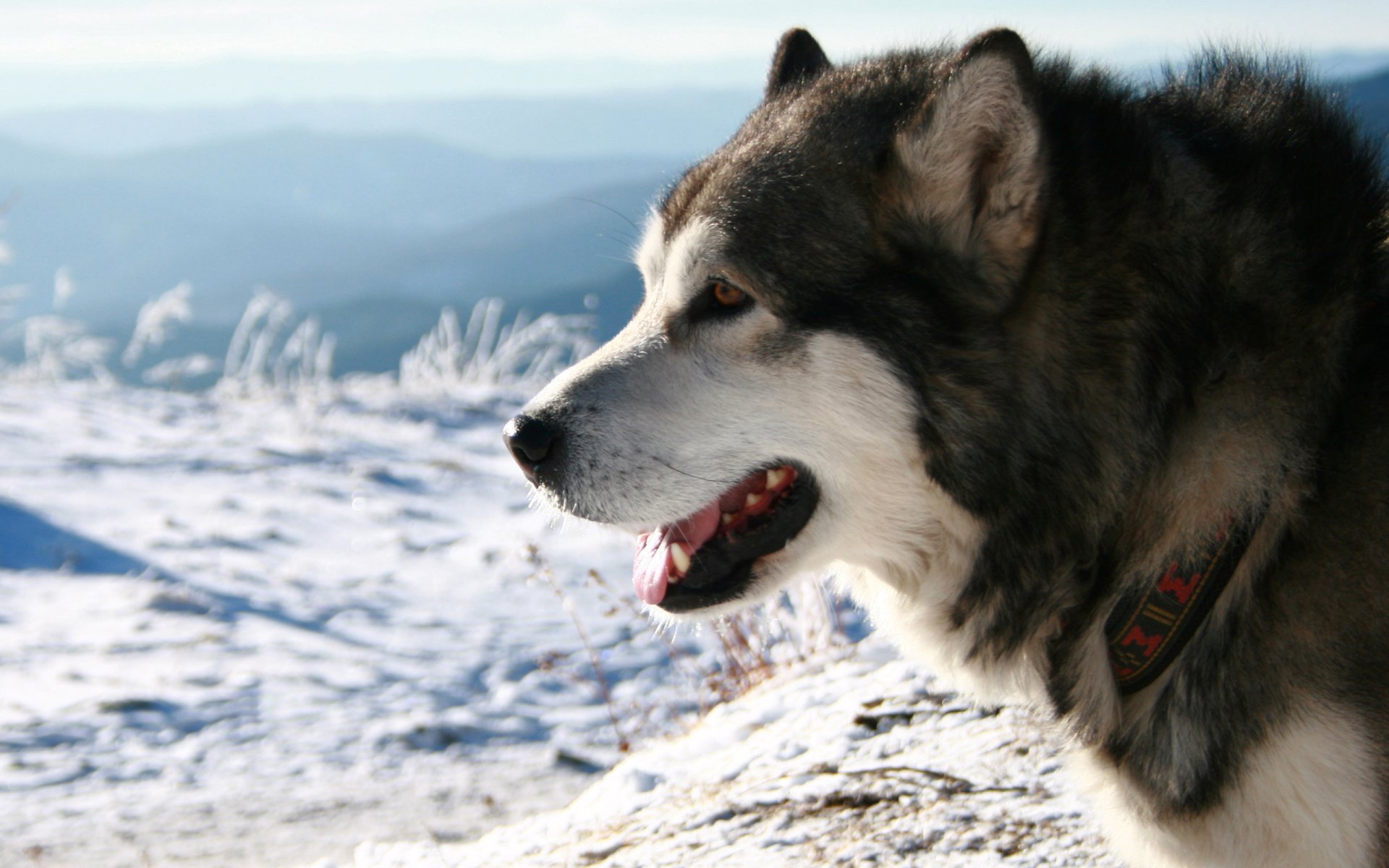 husky razza neve collare