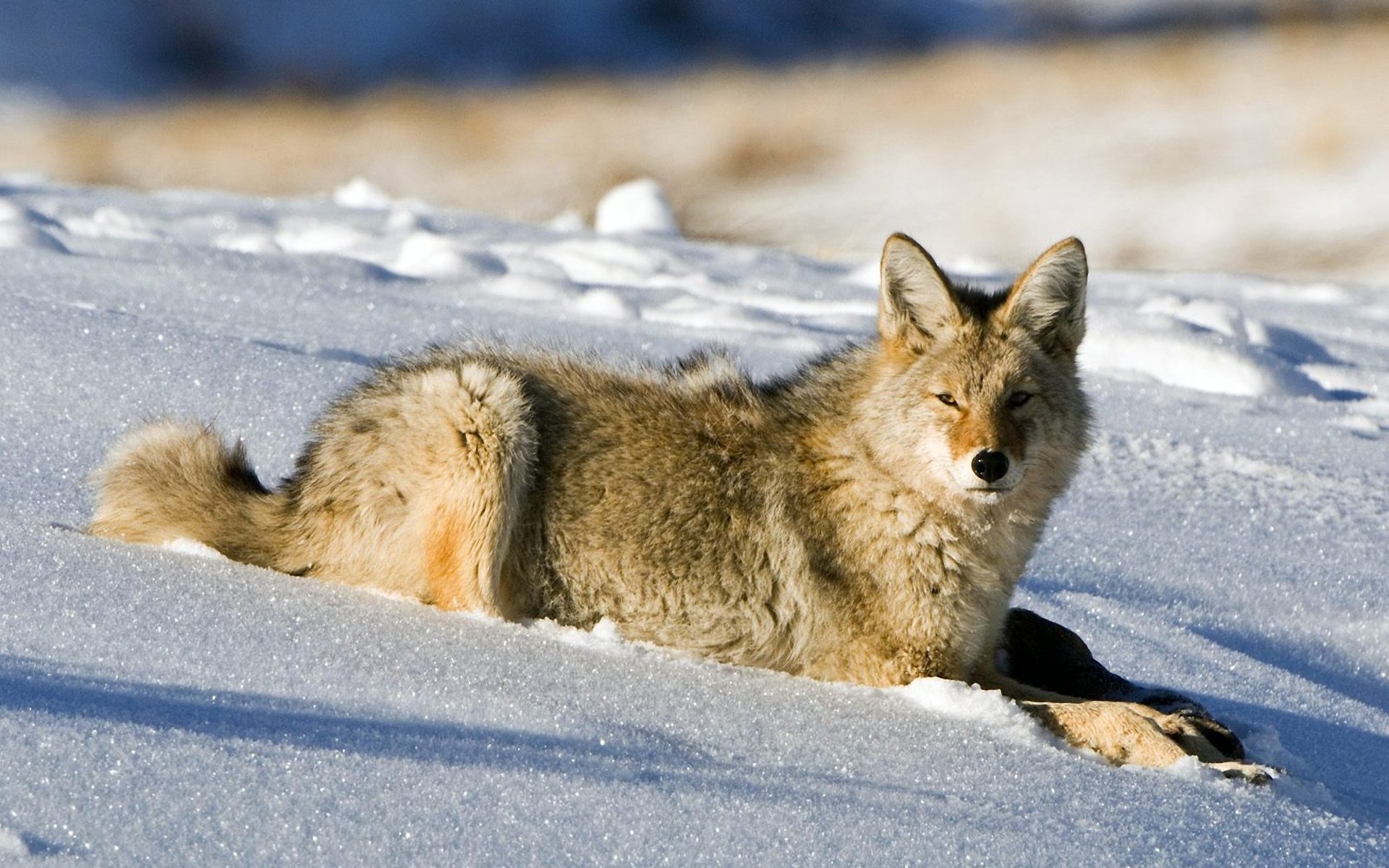 coyote wolf is snow winter