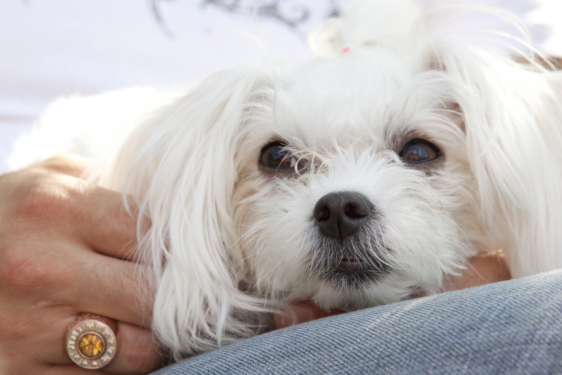 maltese chiens chiots bolonka