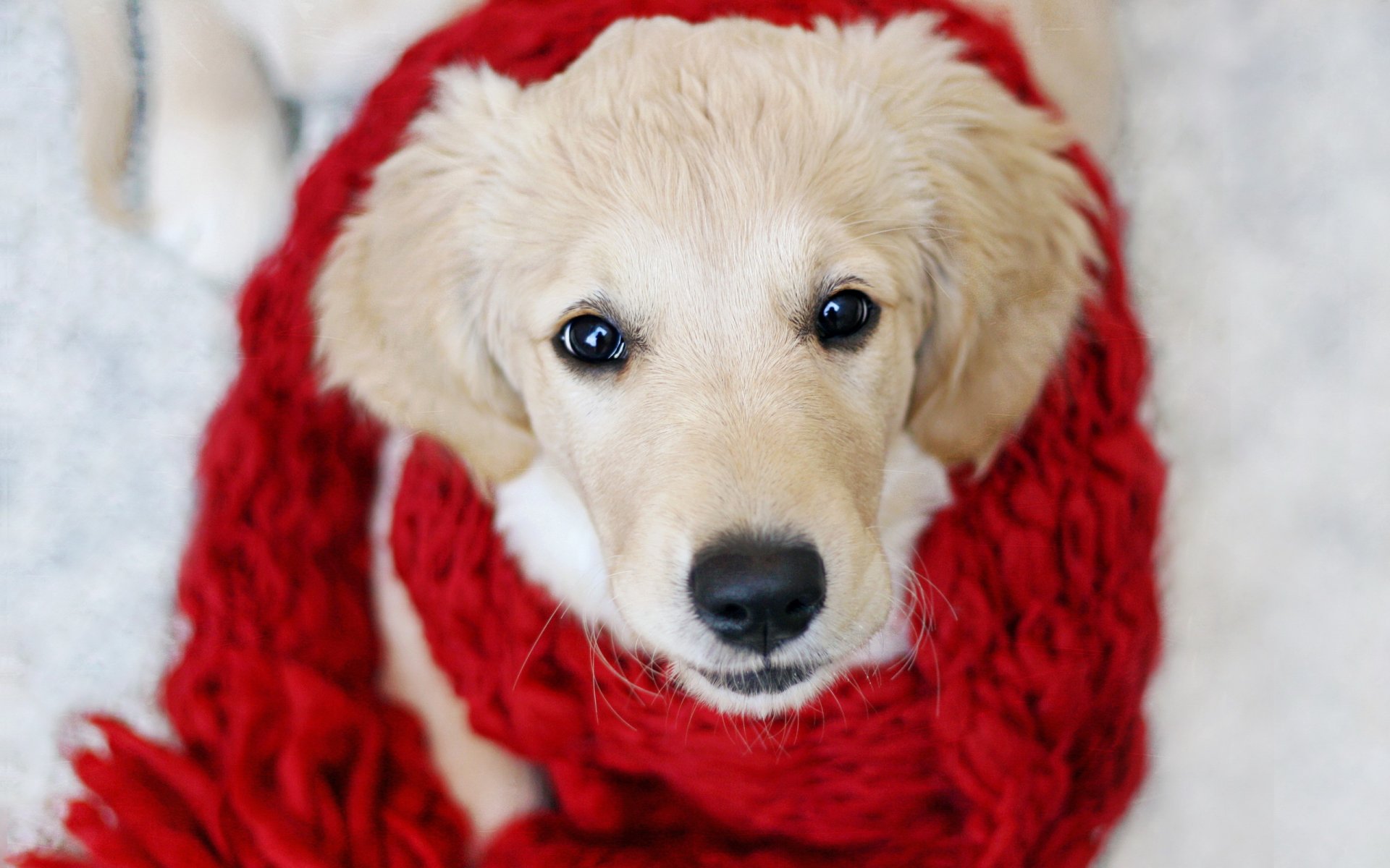 hund blick freund